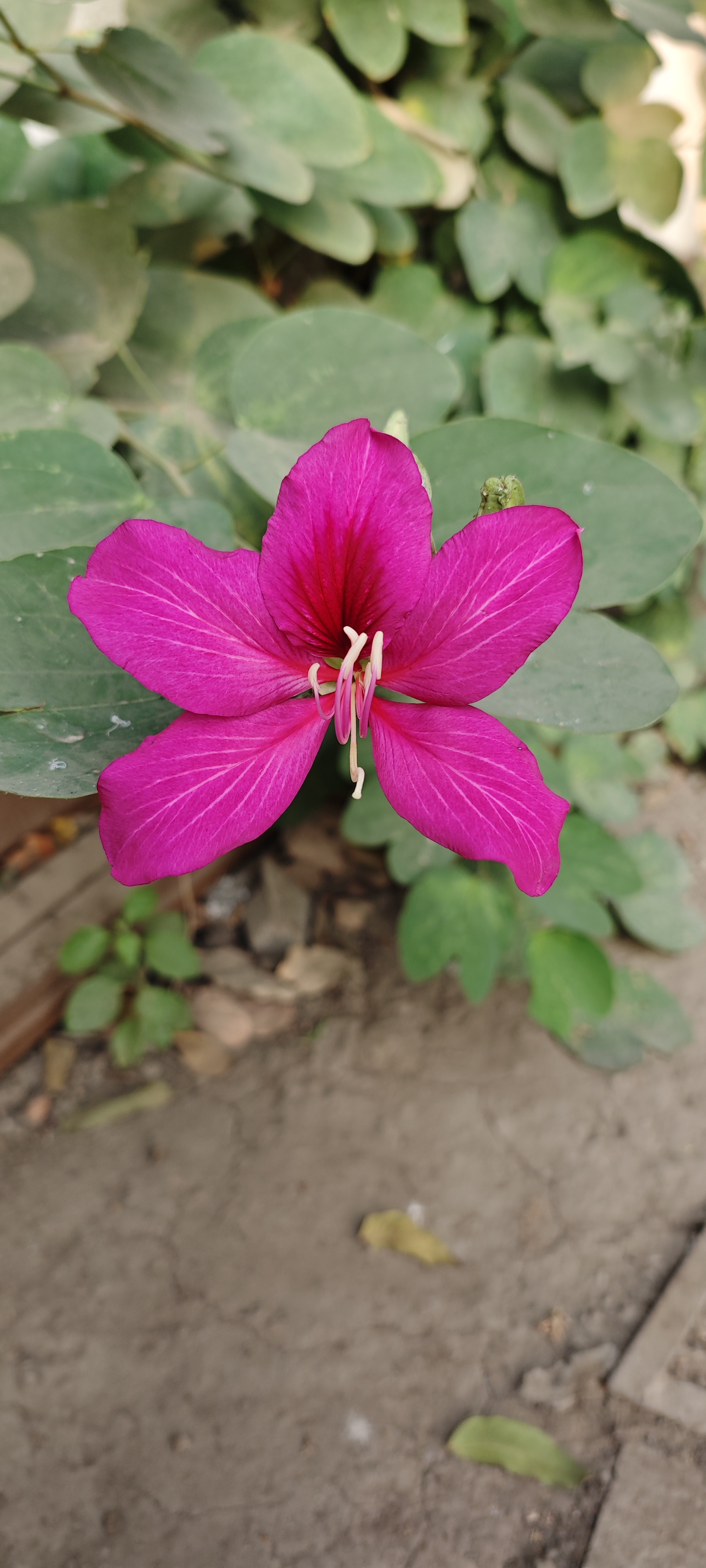 Pink flower