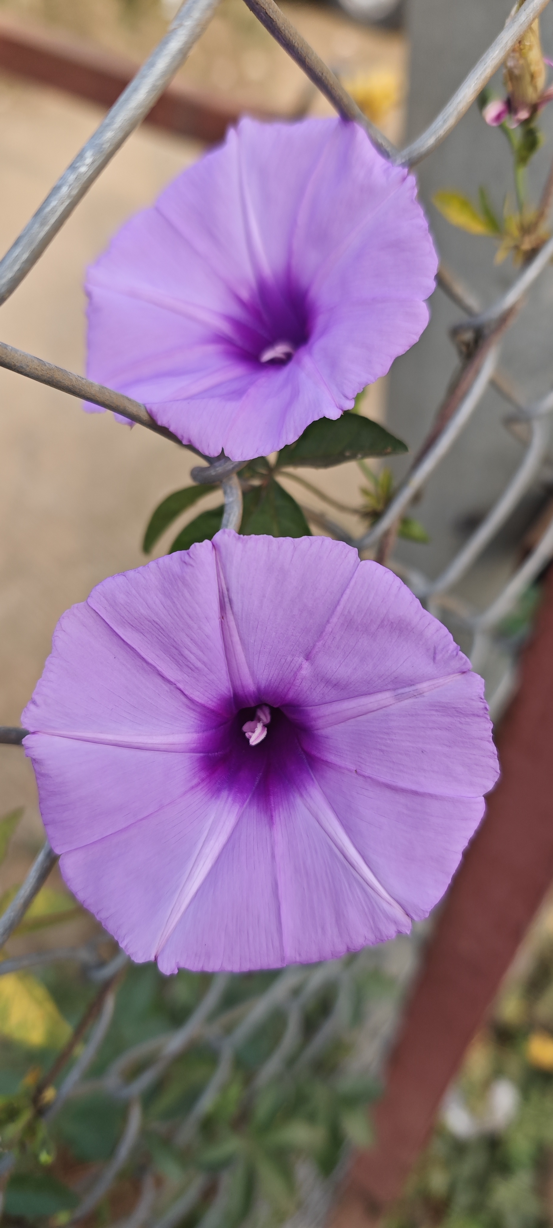 Purple bindweed