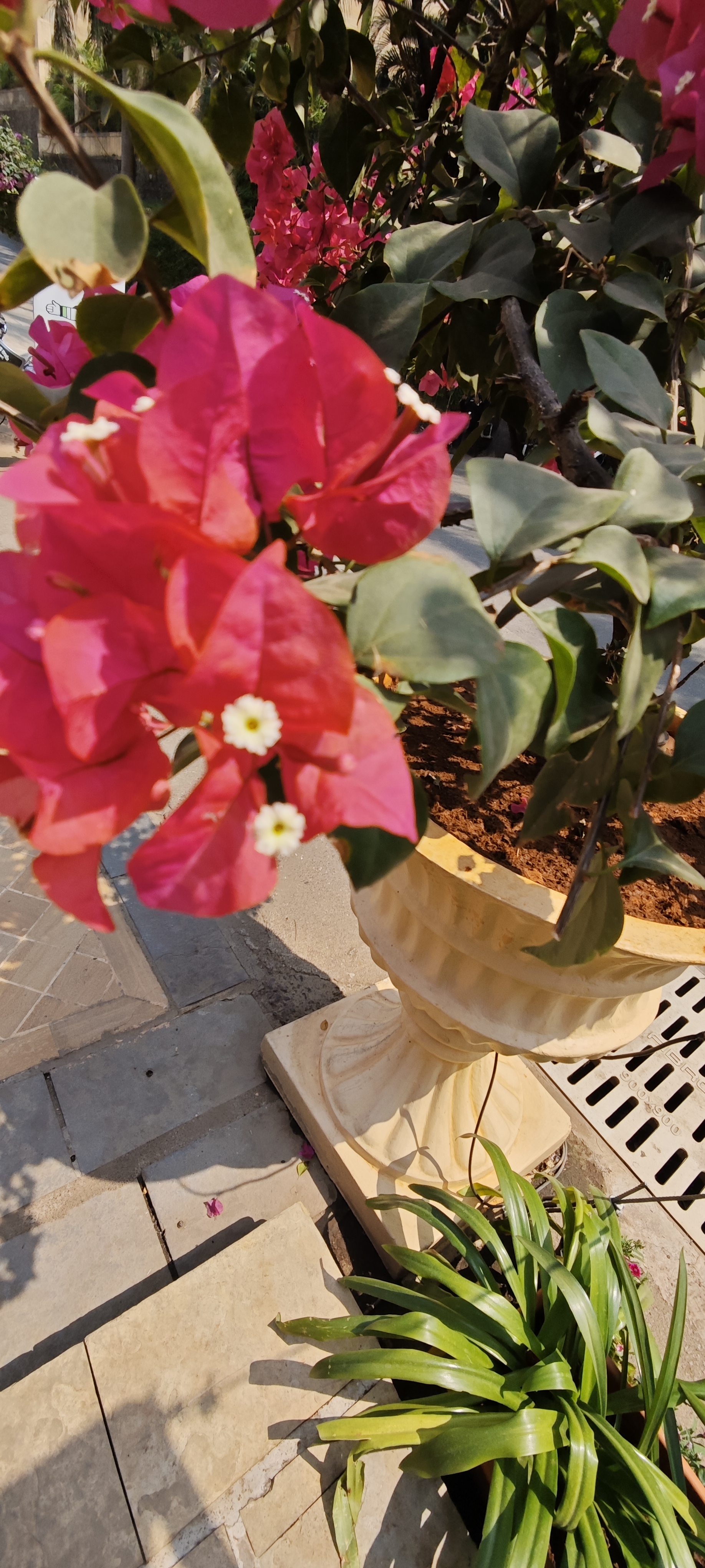 Magenta bougainvillea