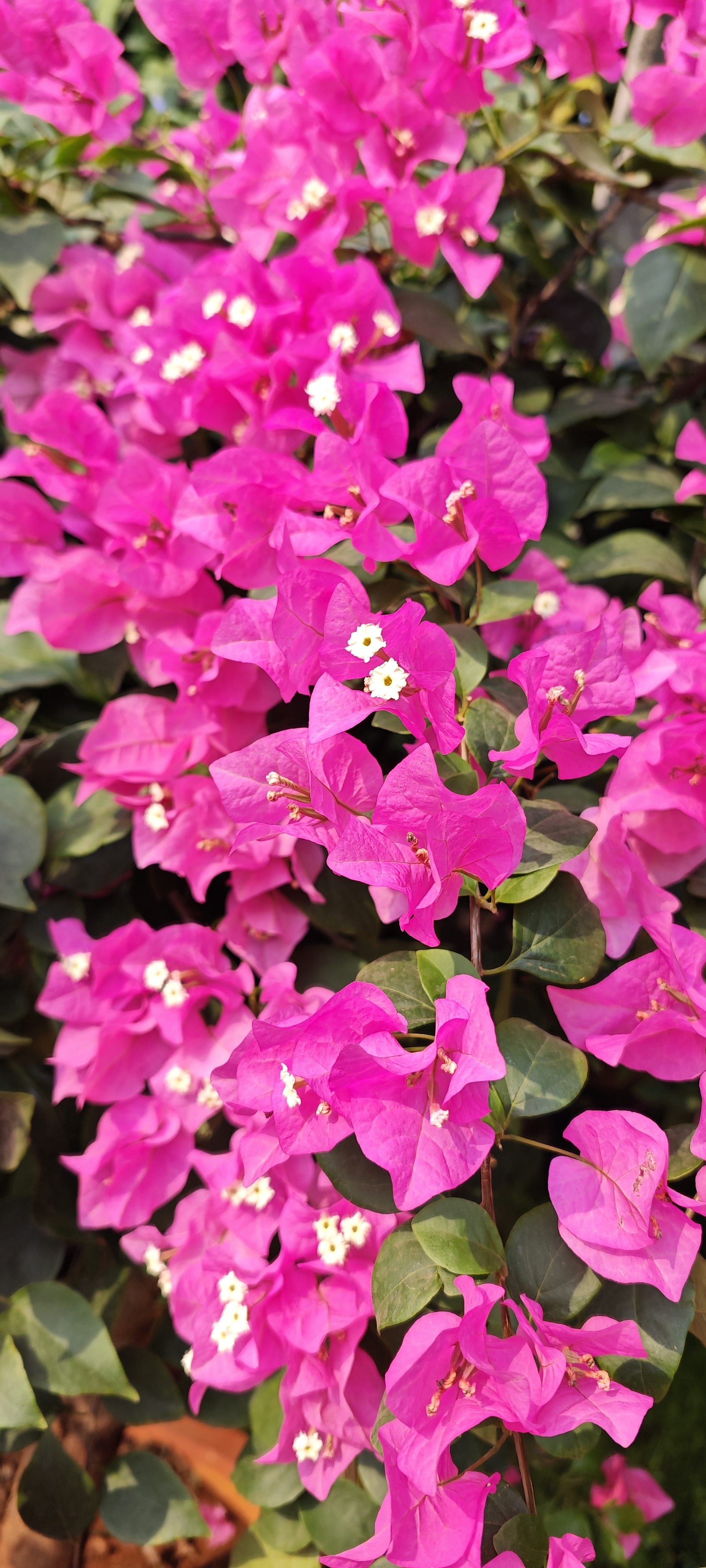 Pink bougainvillea