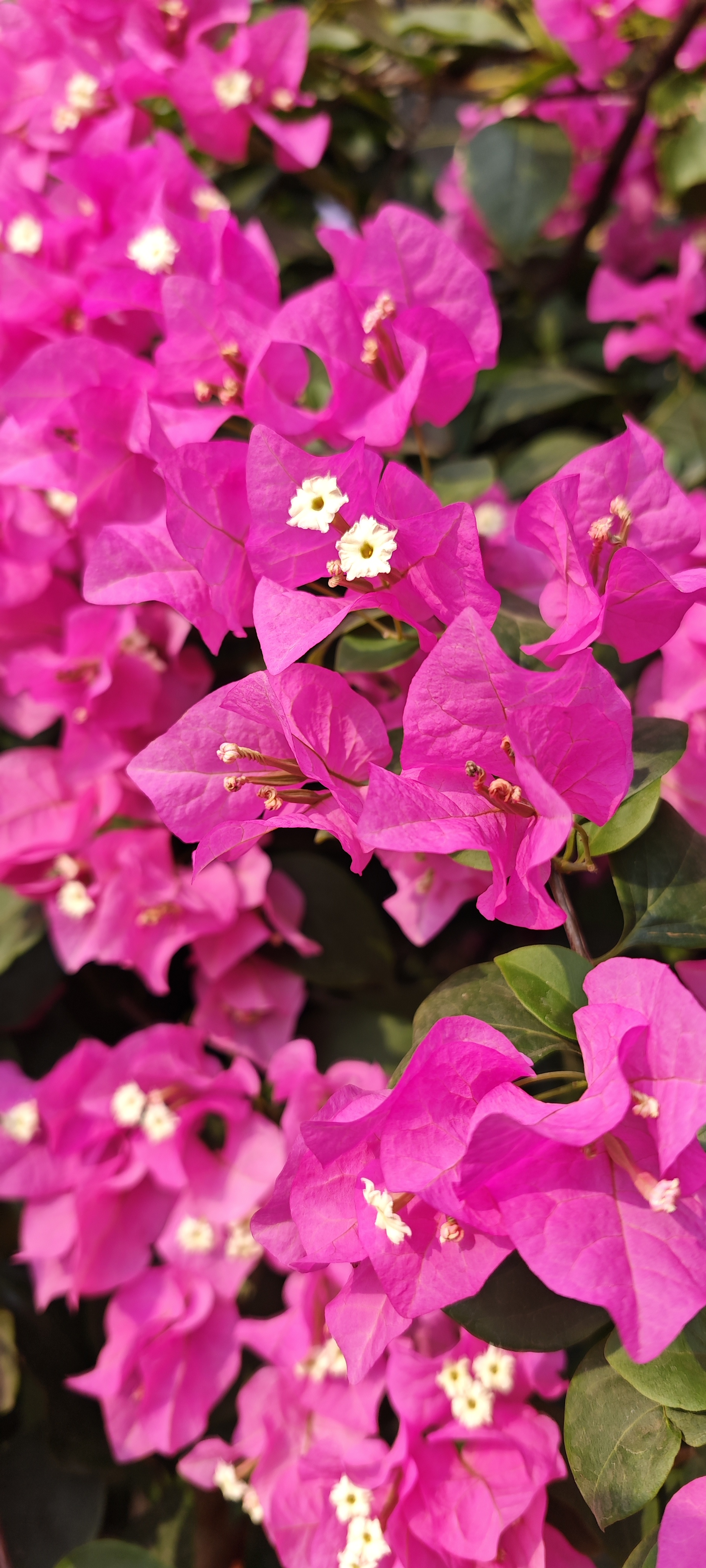 Pink bougainvillea bush