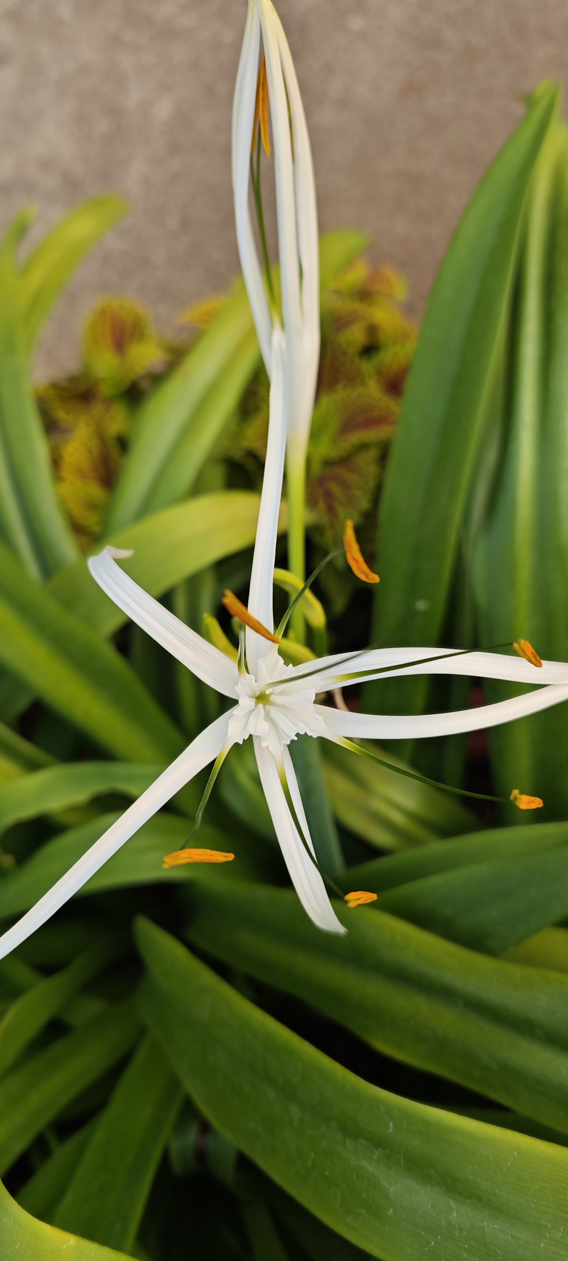 White spider lily