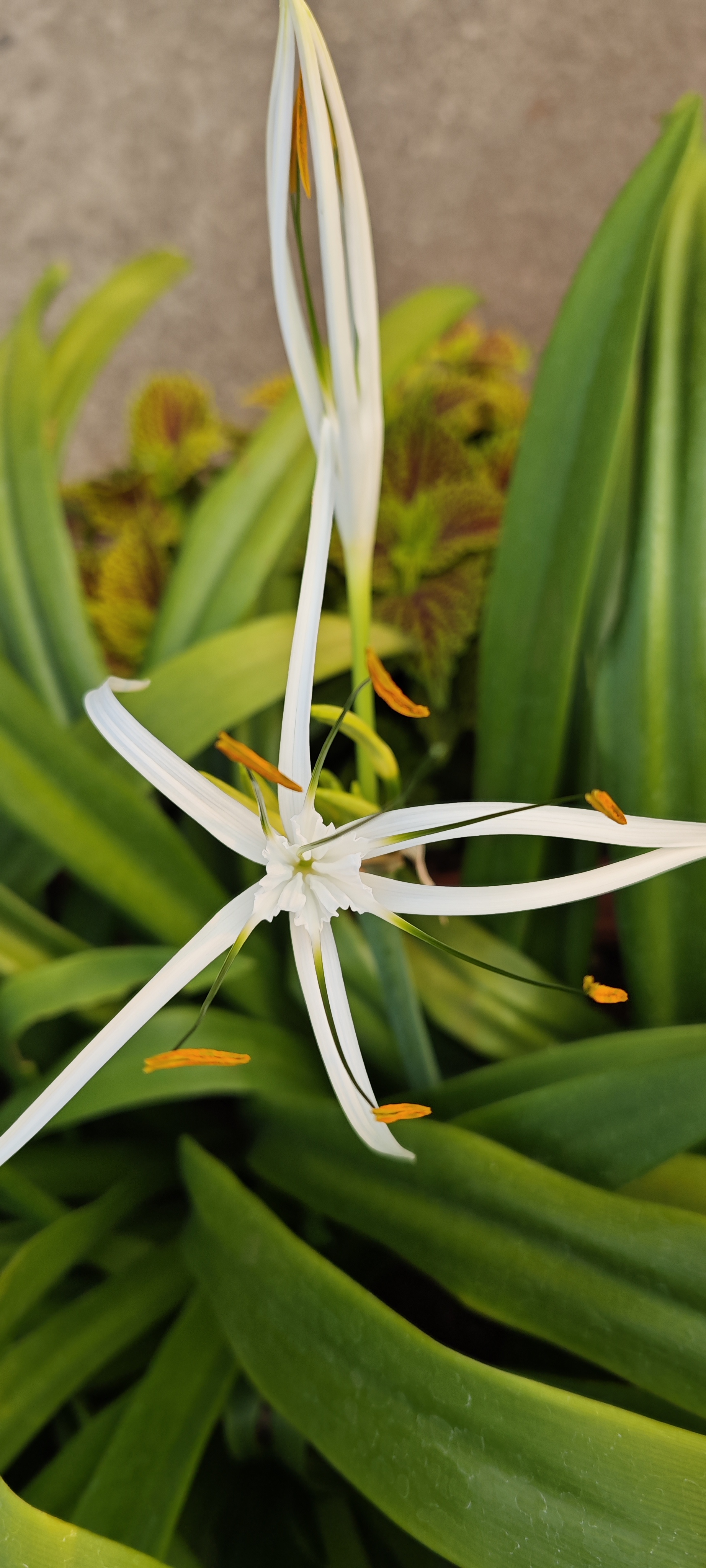 Spider lily pair