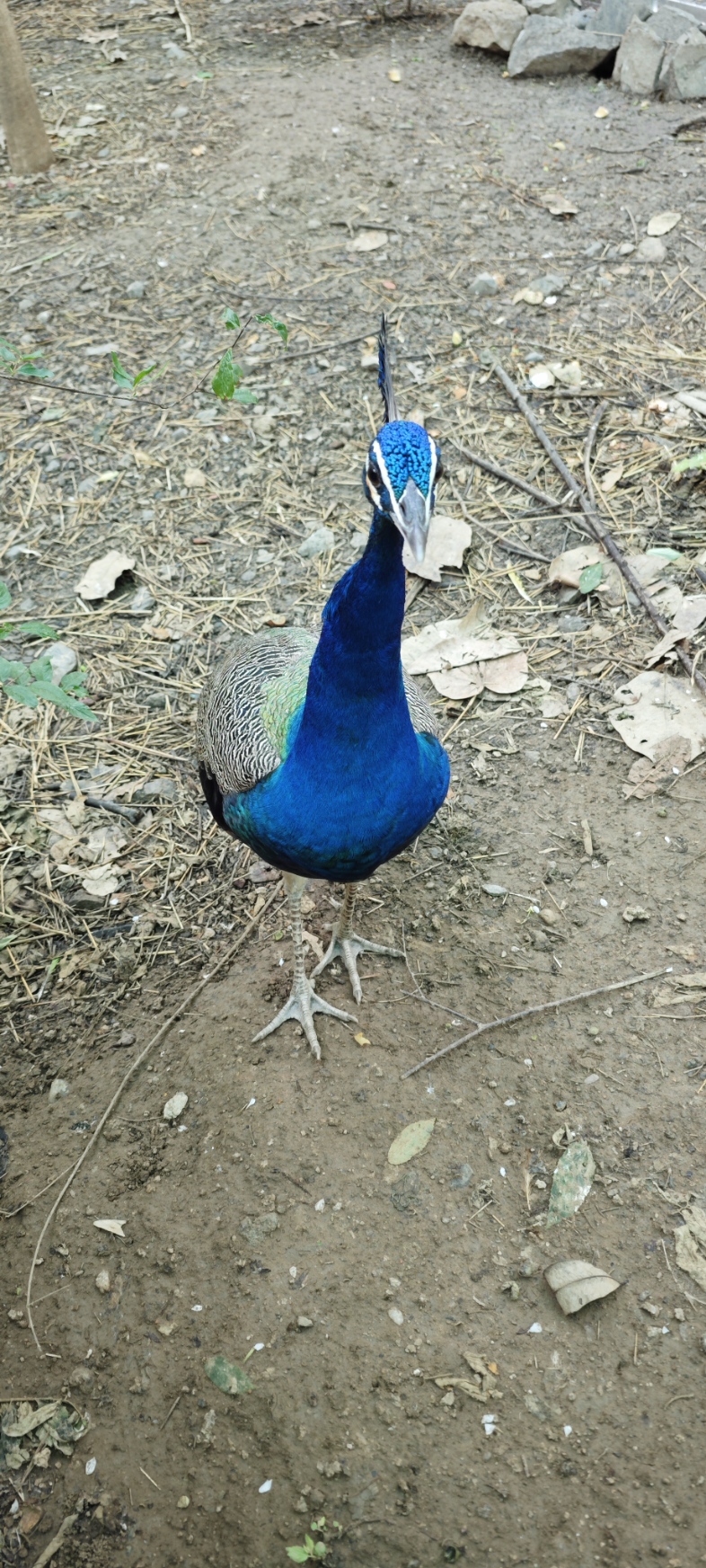 Peacock