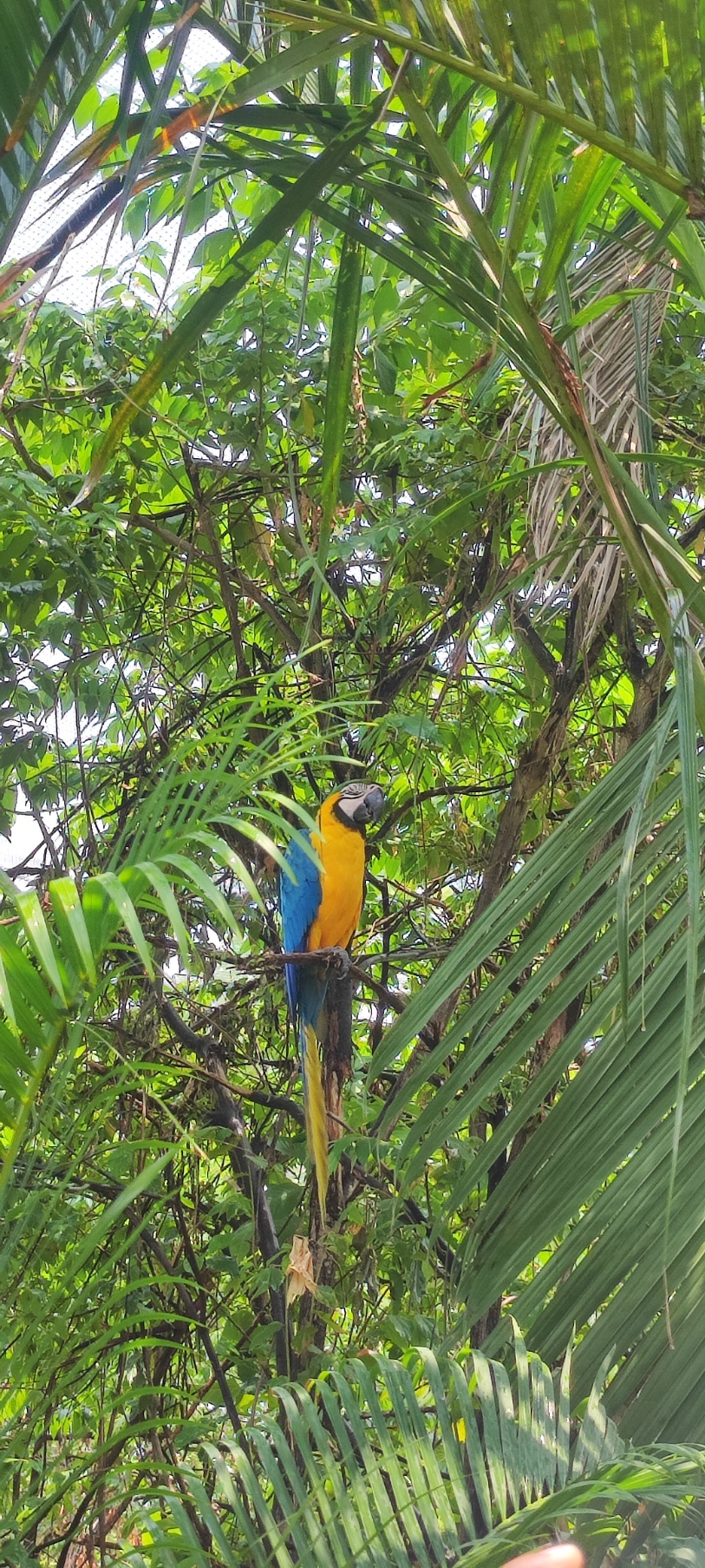 Blue and yellow macaw