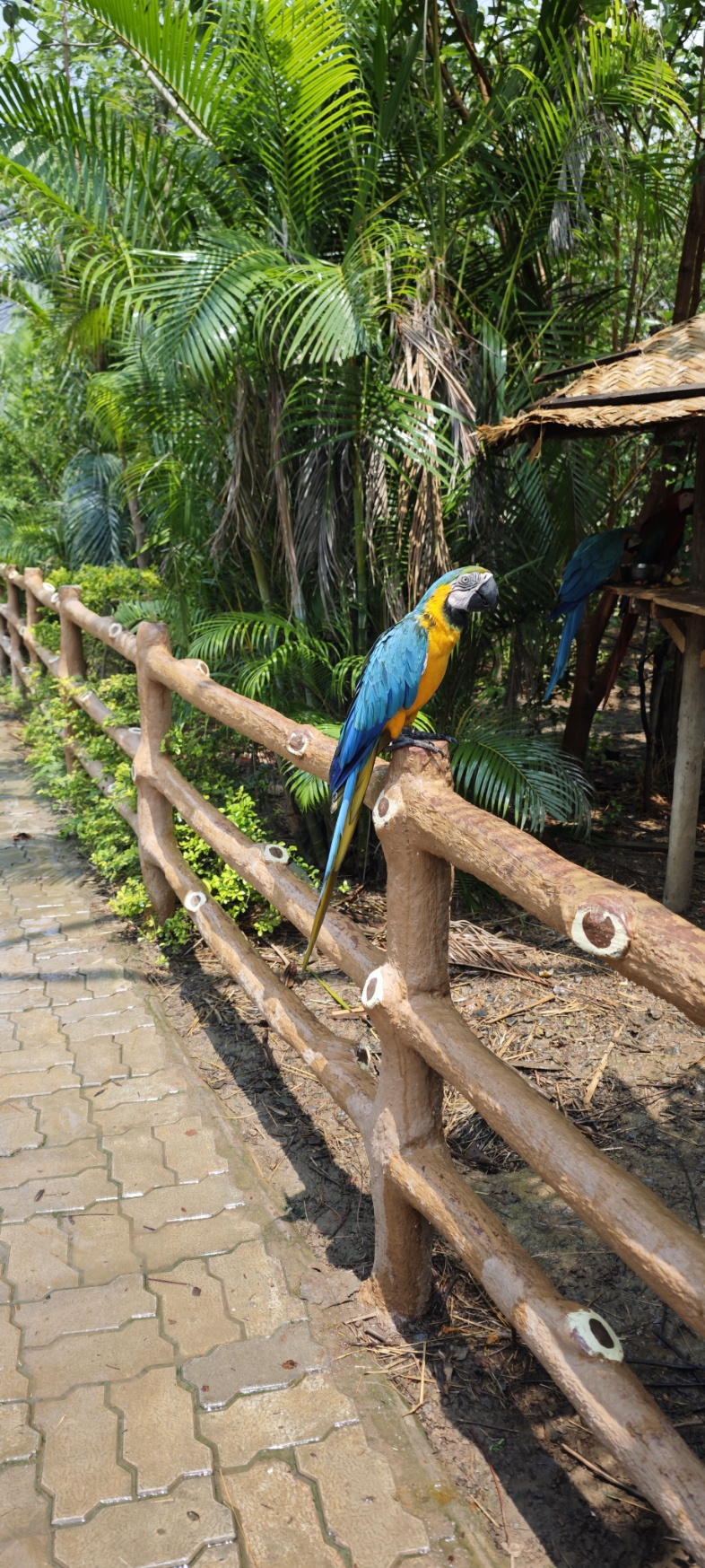 Blue macaw