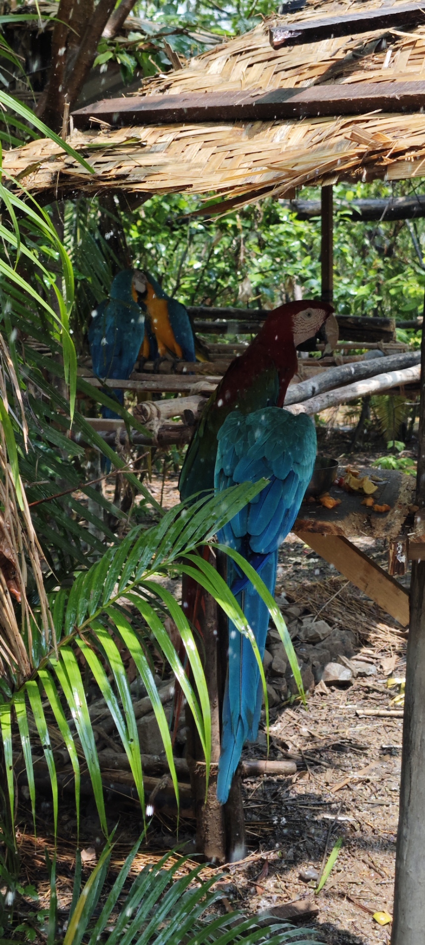 Blue macaw in hut