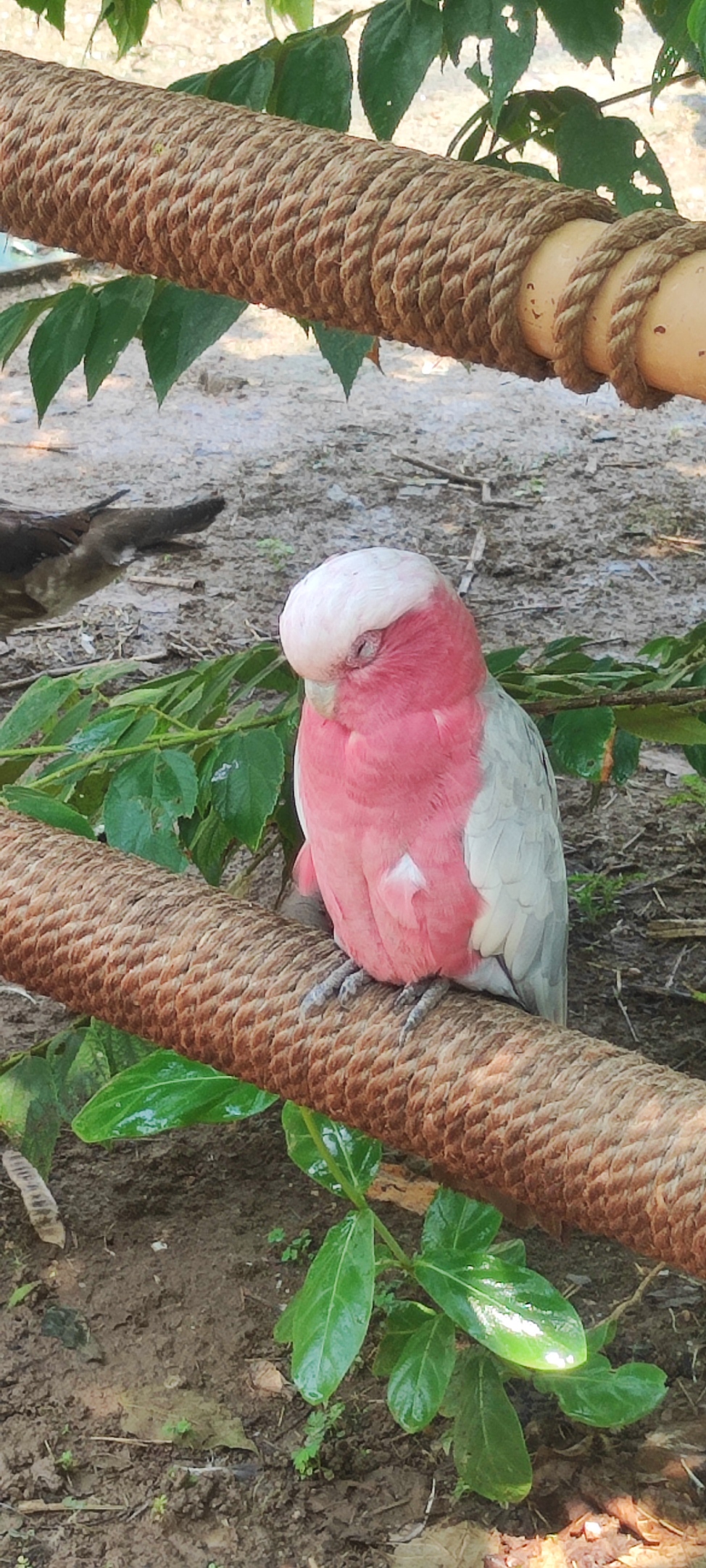 Pink cockatoo