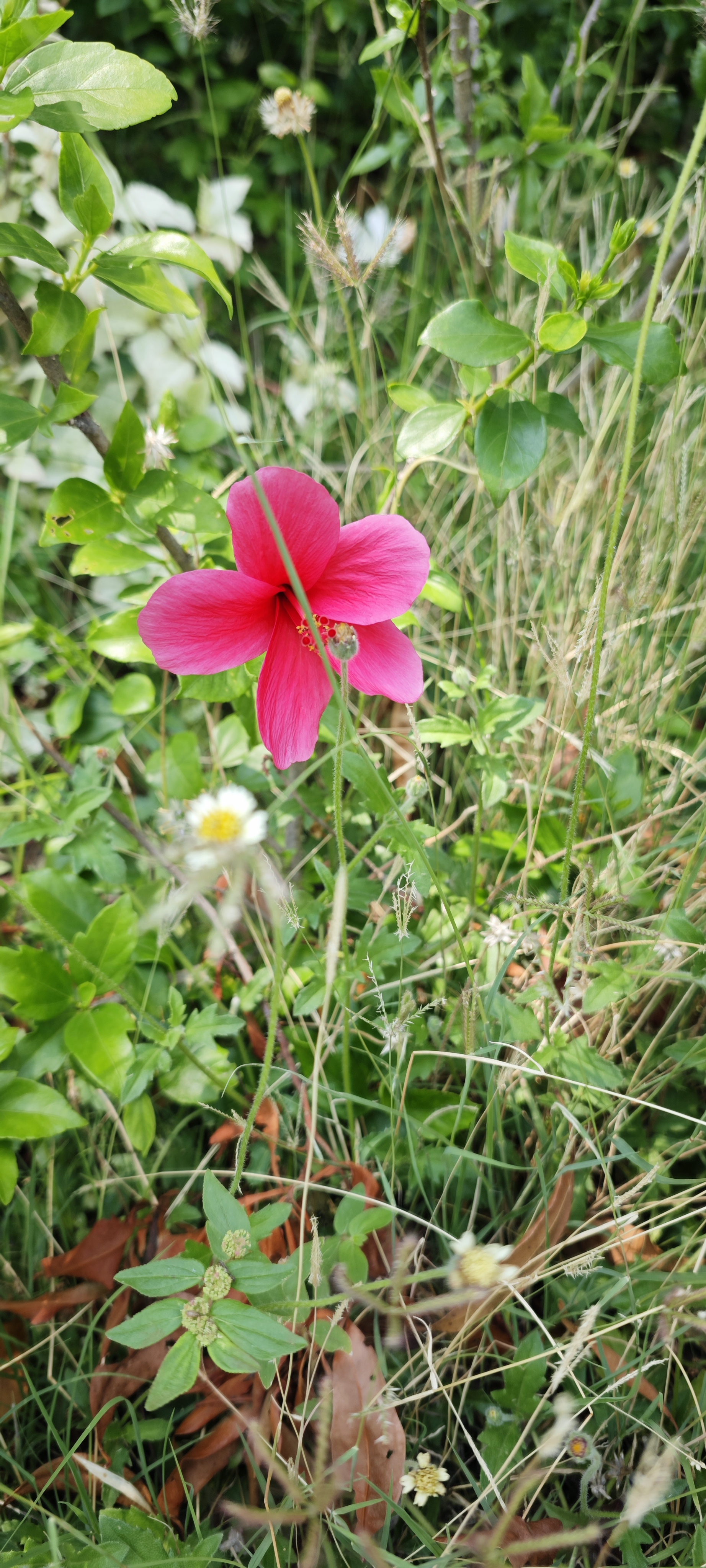 Red tropical hibiscus