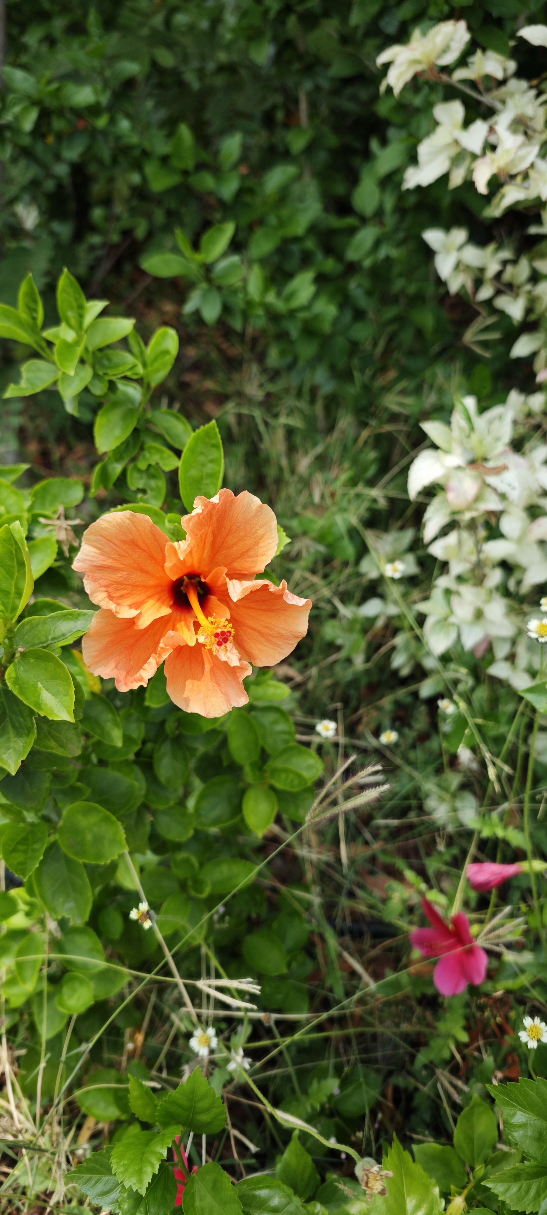 Orange hibiscus