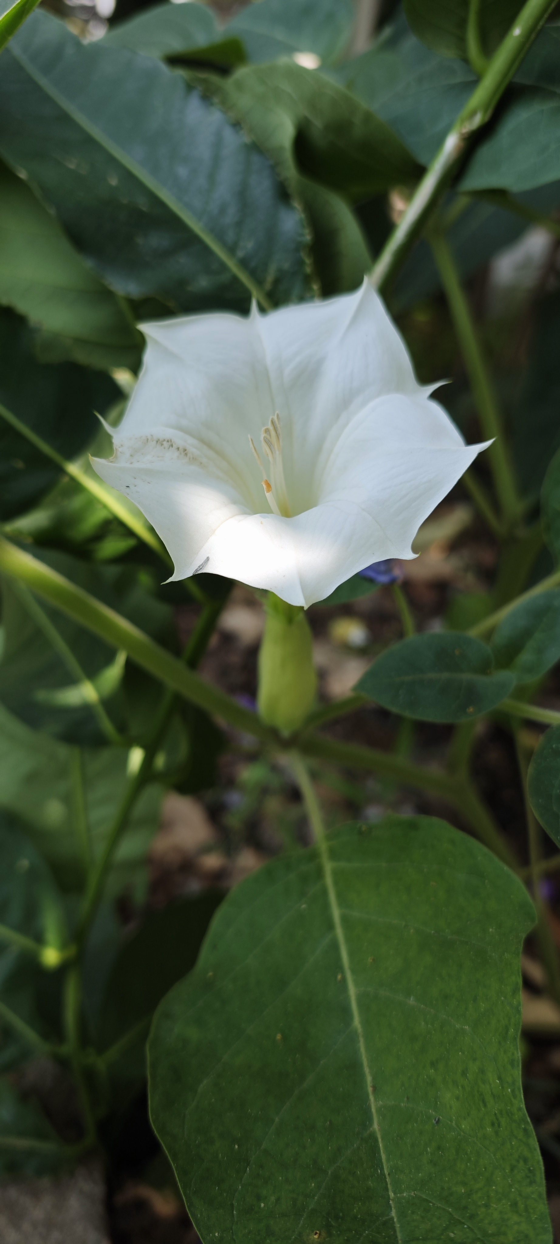 White morning glory