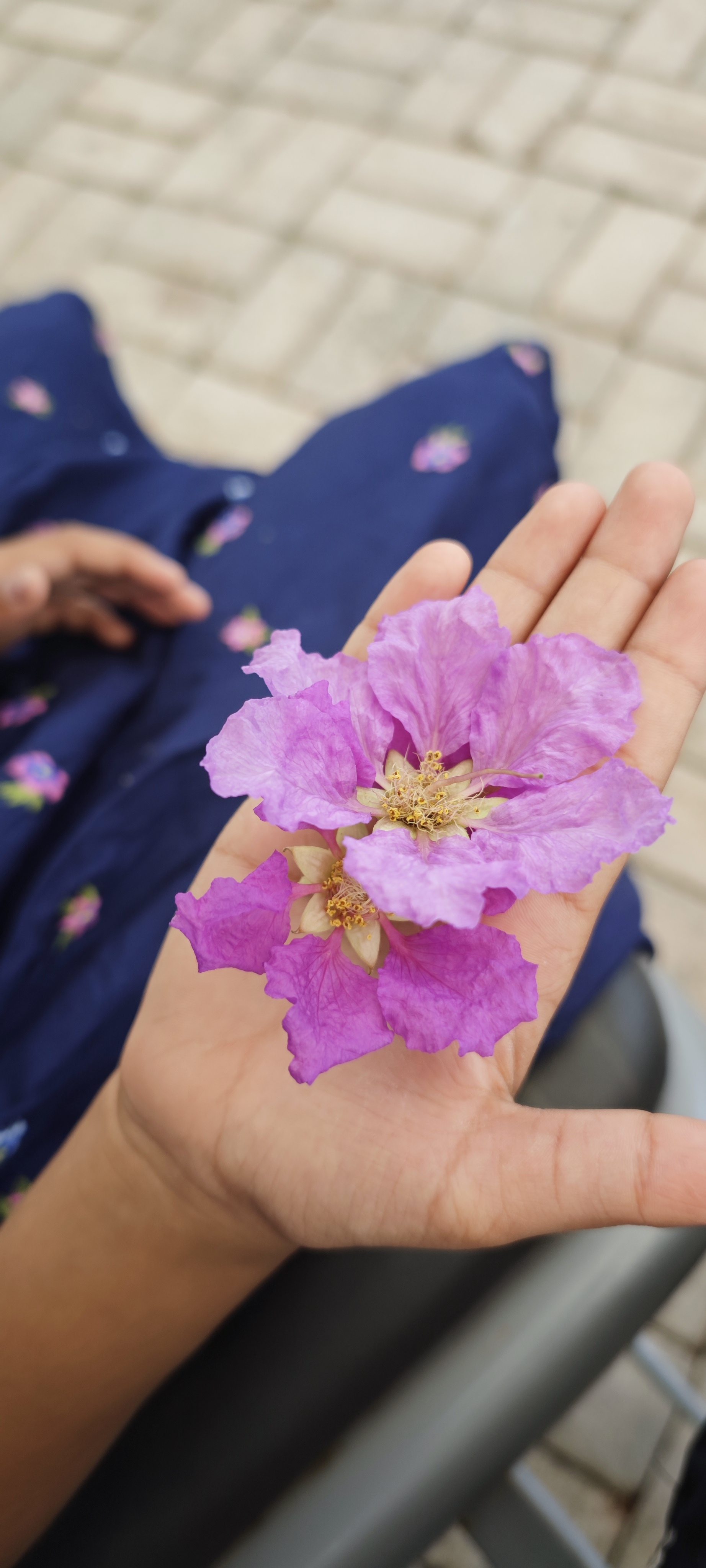 Hand holding periwinkle