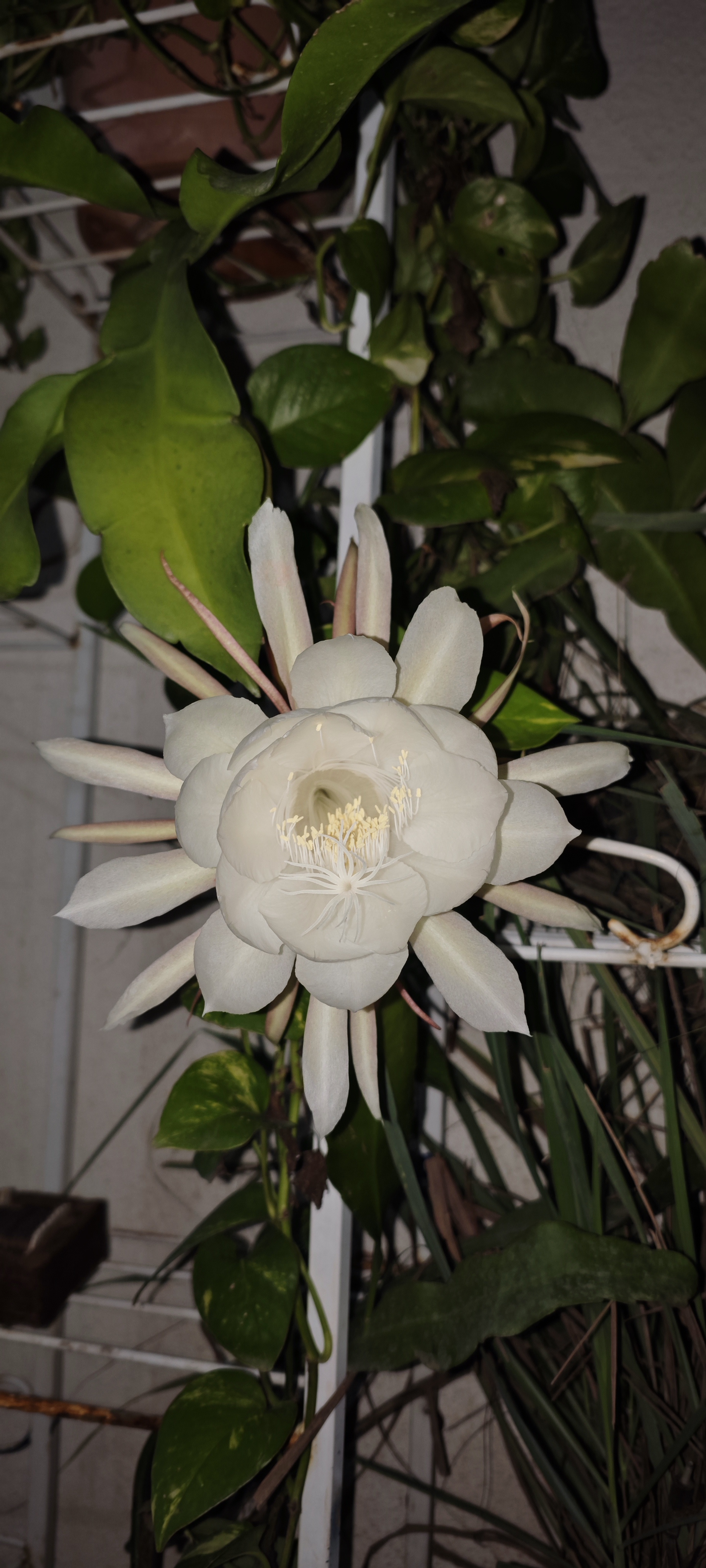 Night blooming flower