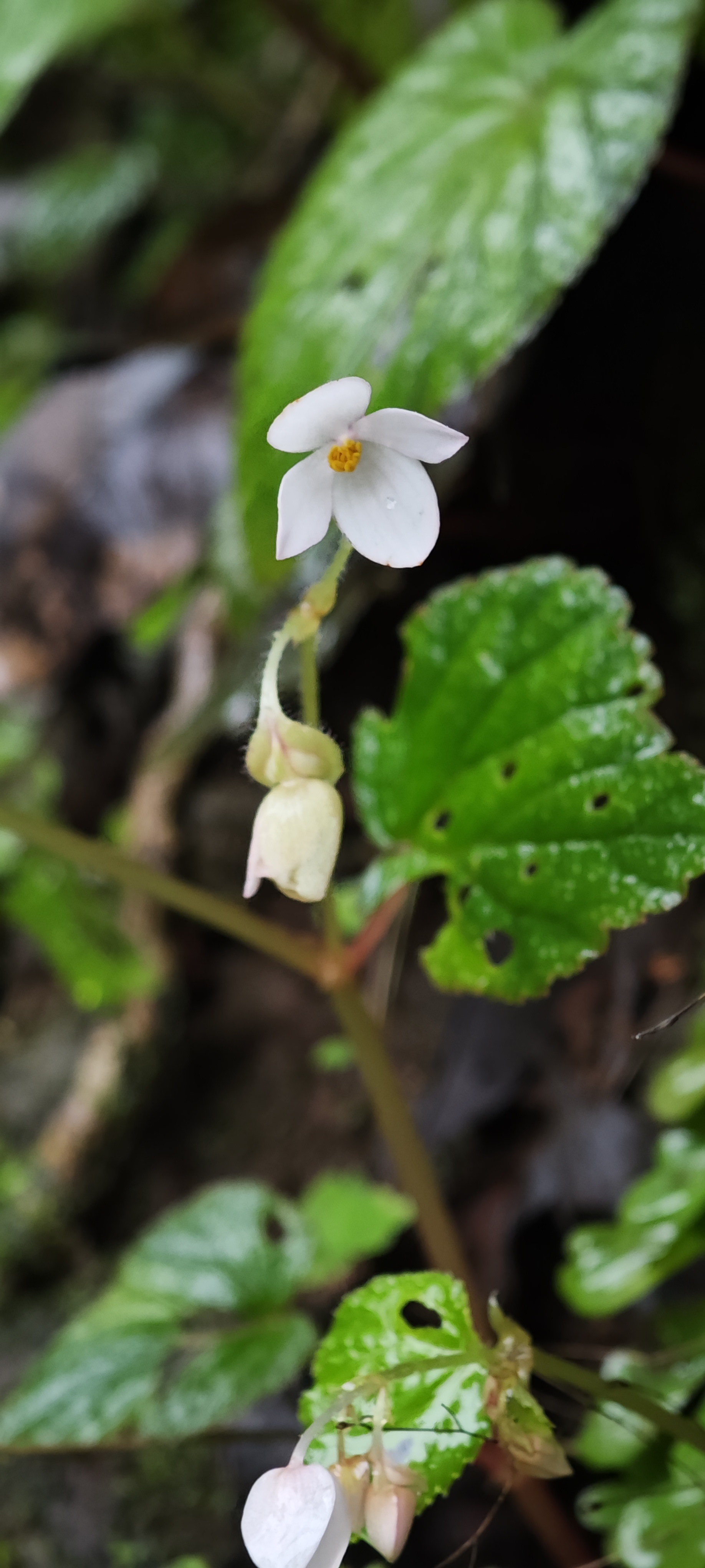 White wildflower
