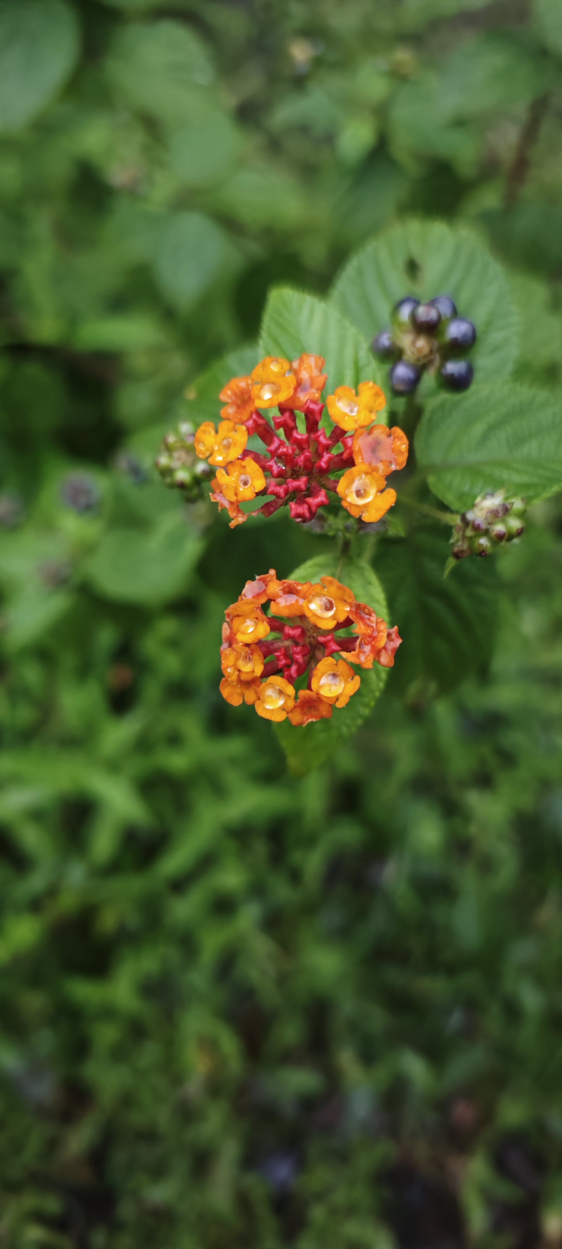 Orange lantana