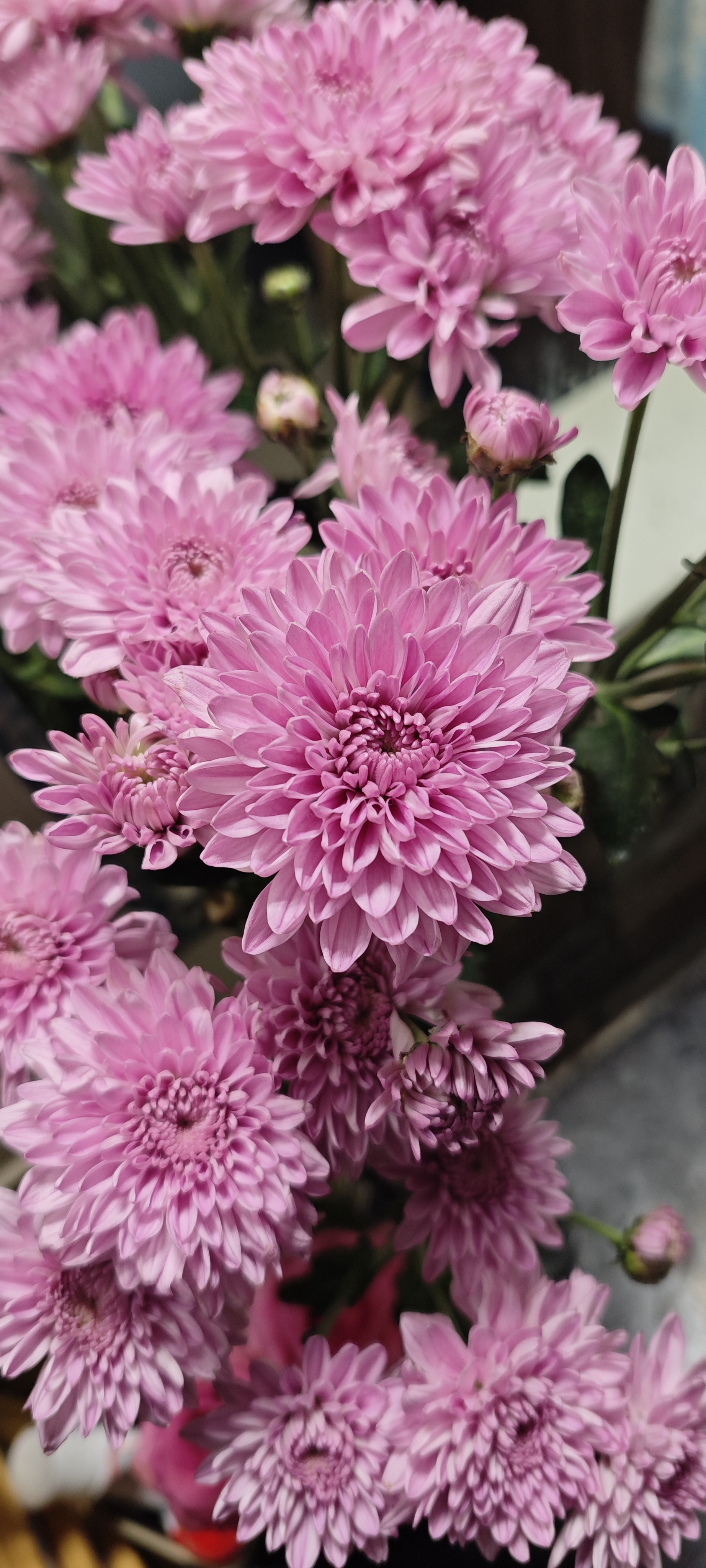 Pink chrysanthemum
