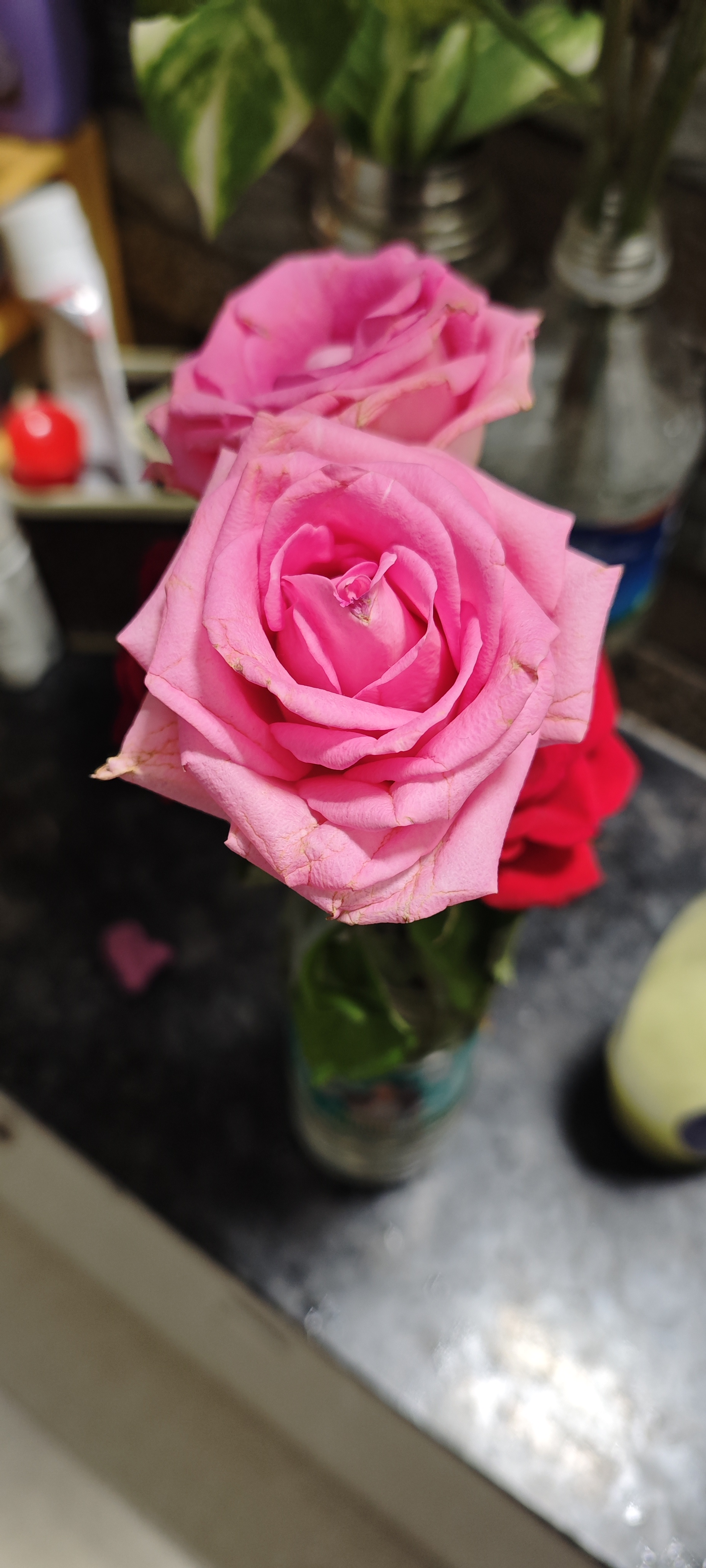Pink rose