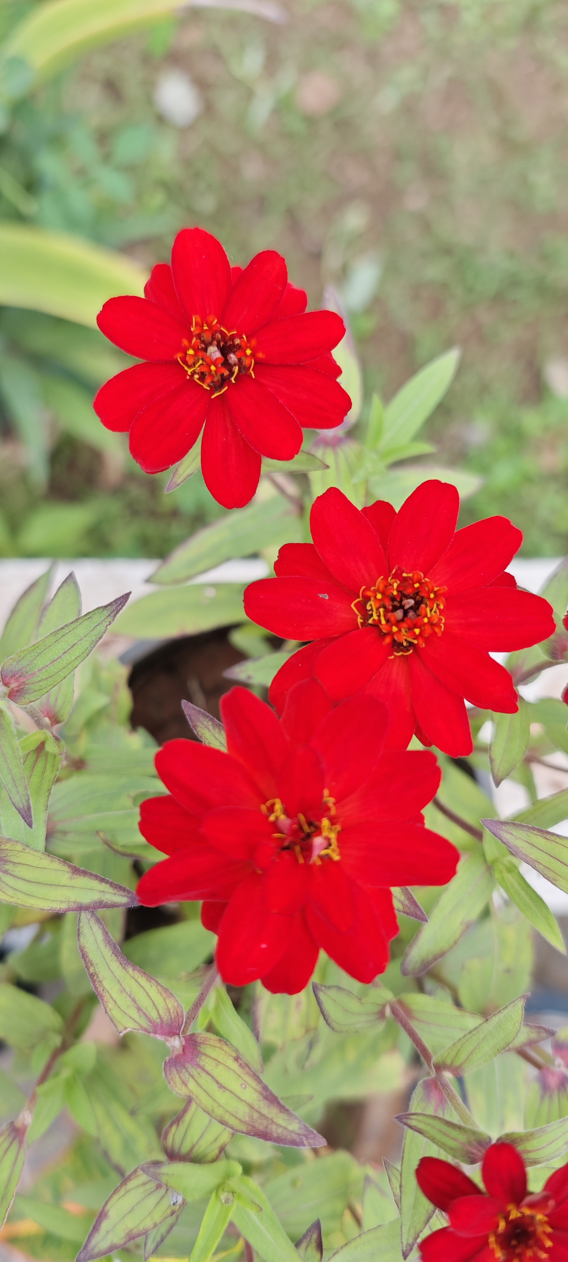 Red flowers