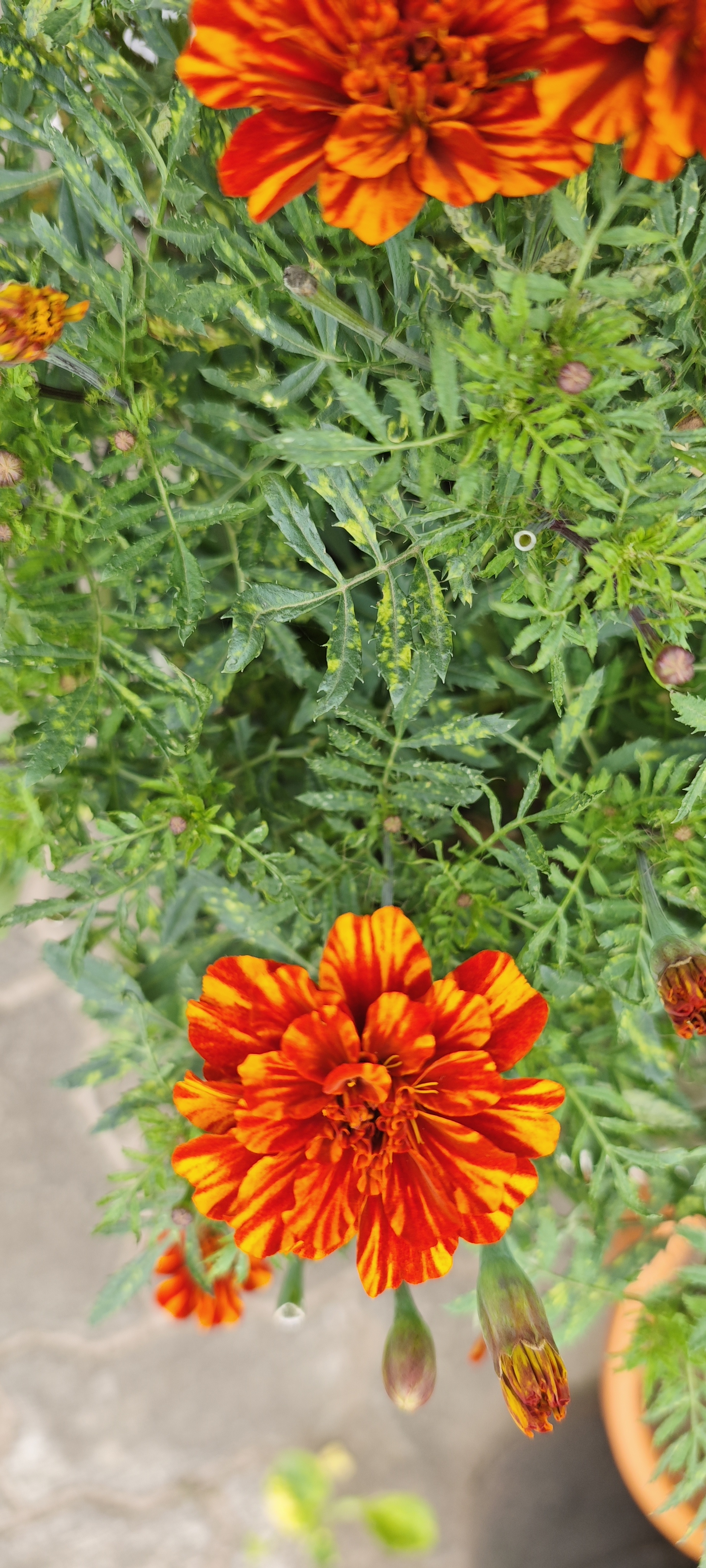 Orange marigold