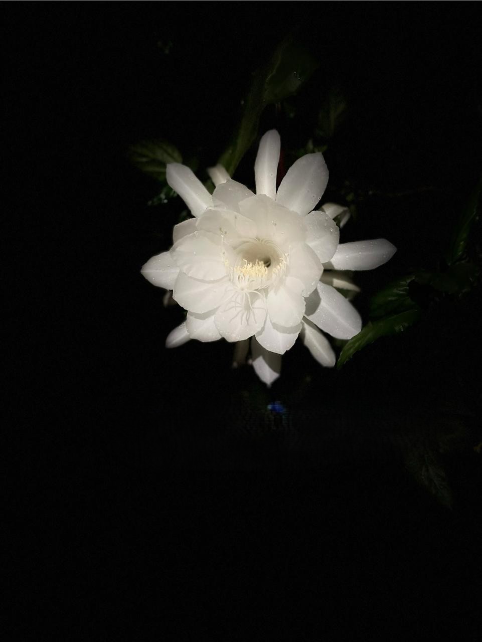 White night flower