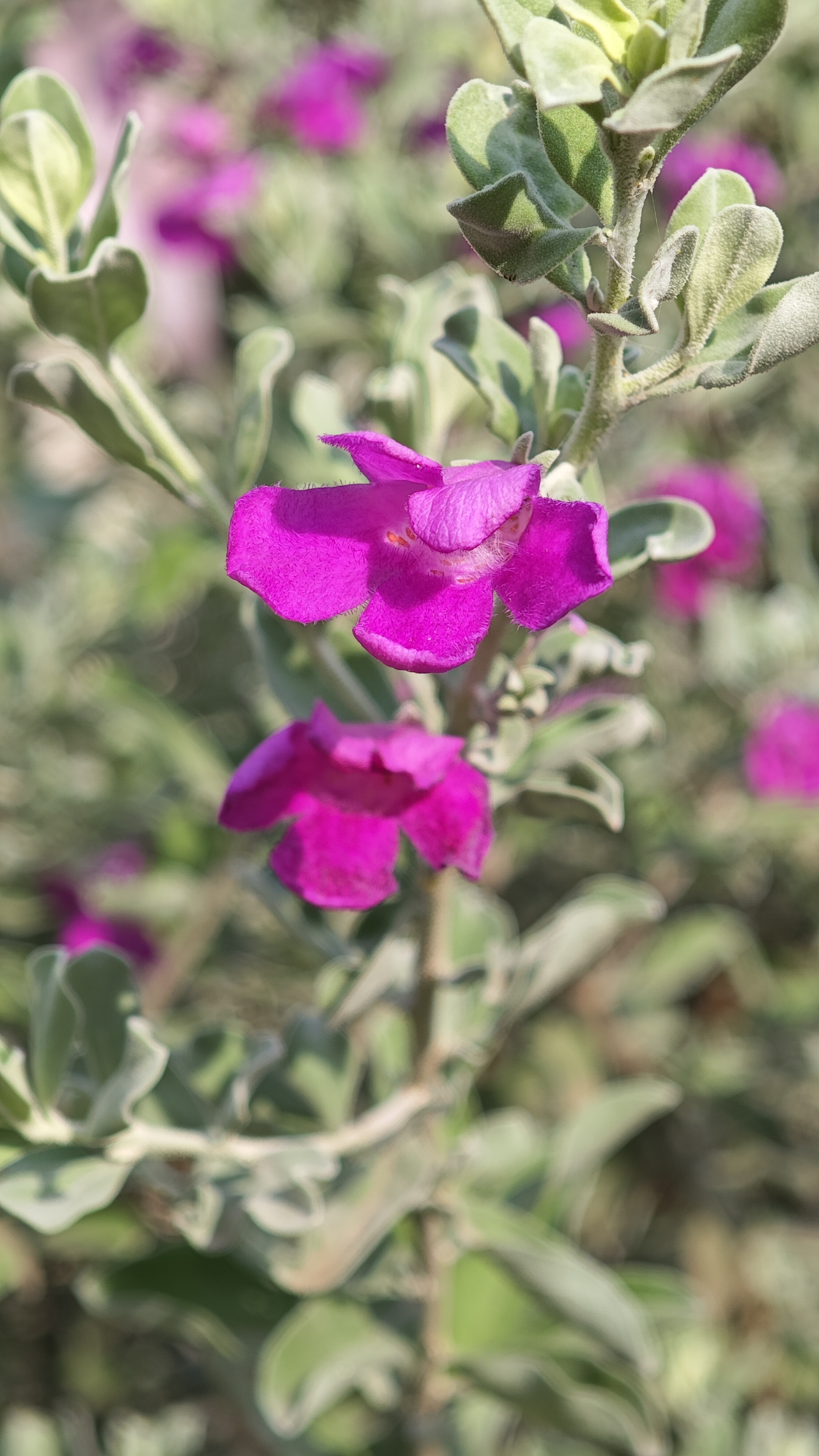 Pink orchid-like flower