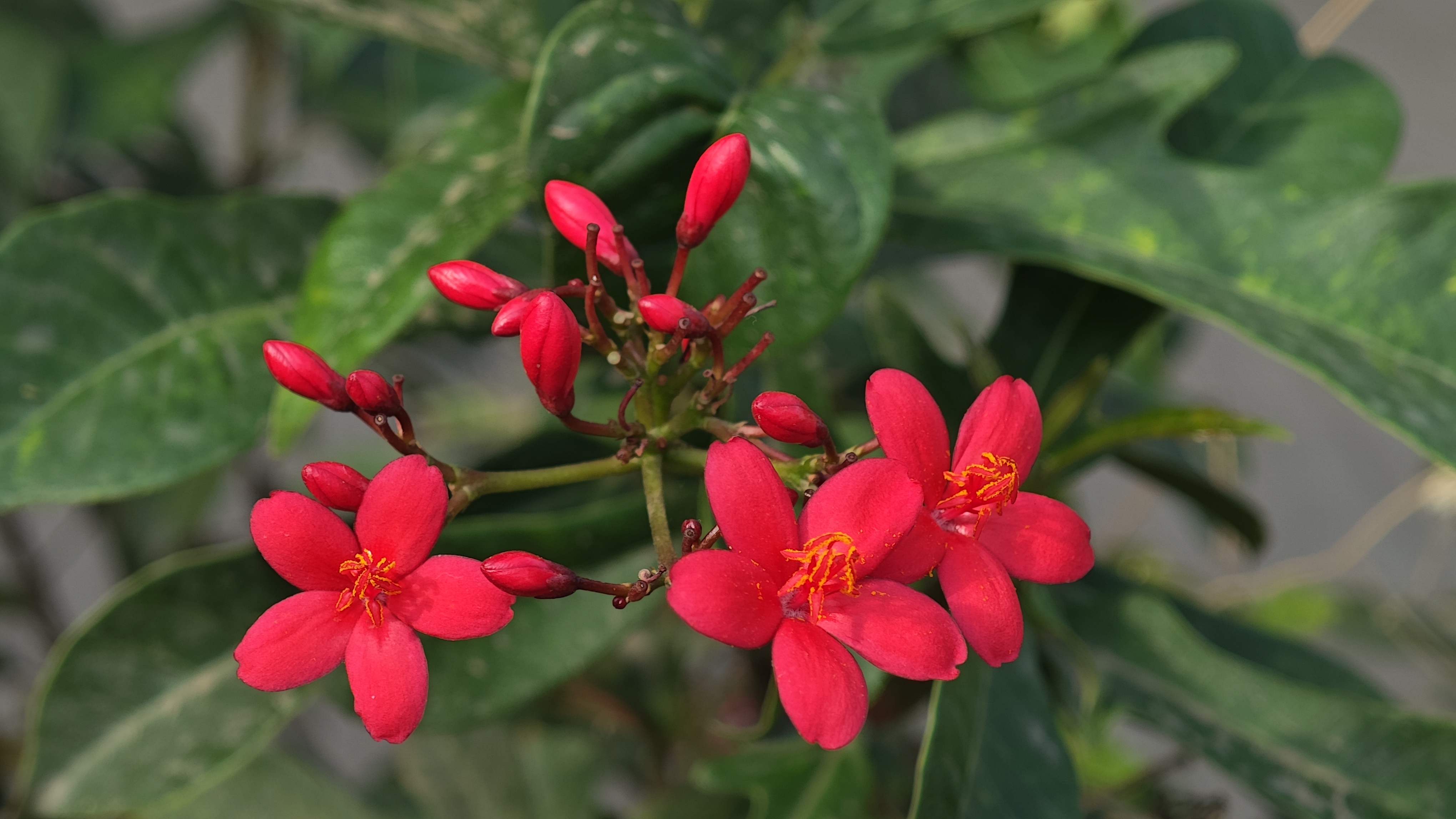 Red flowers cluster