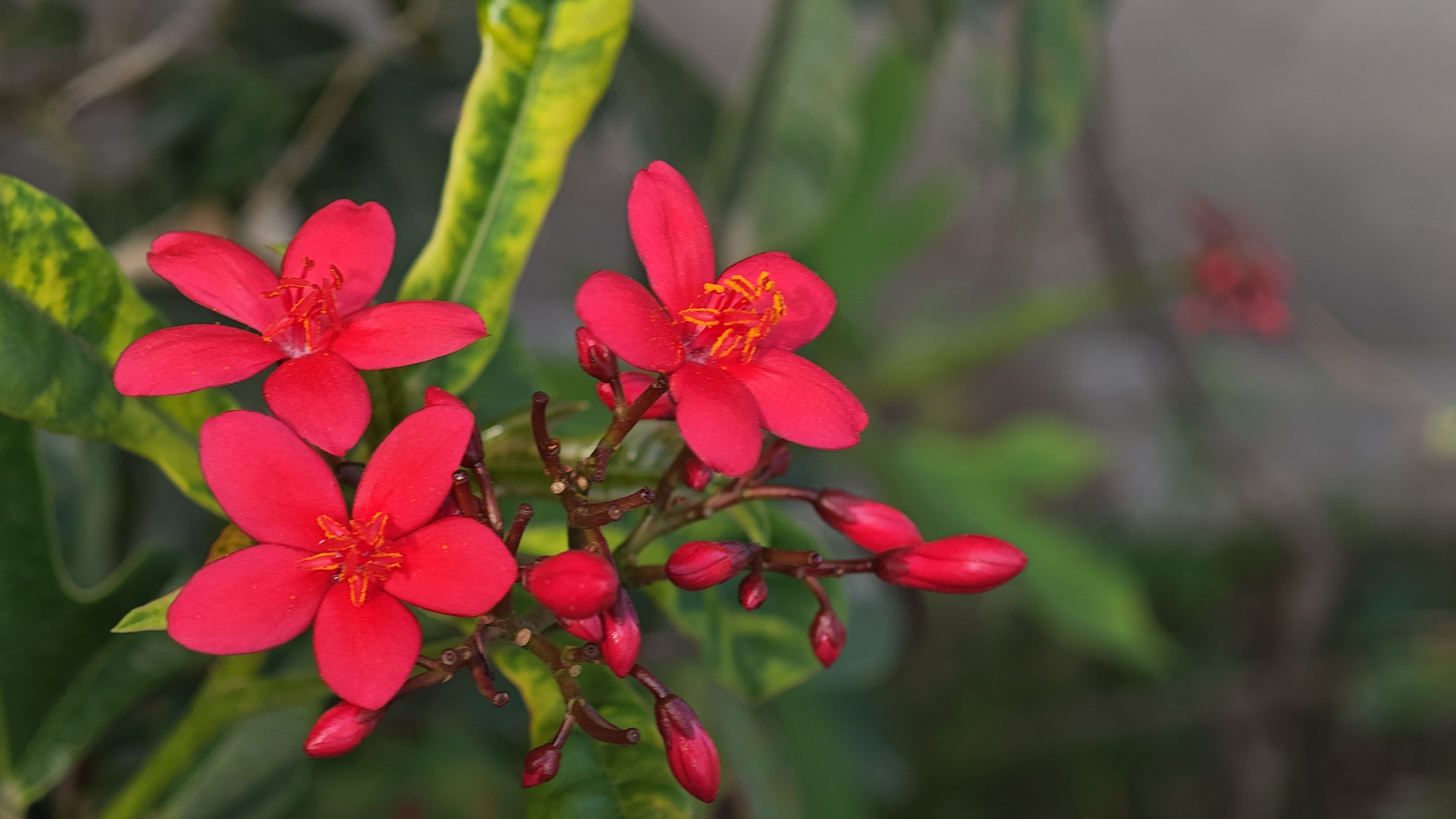 Red garden flowers