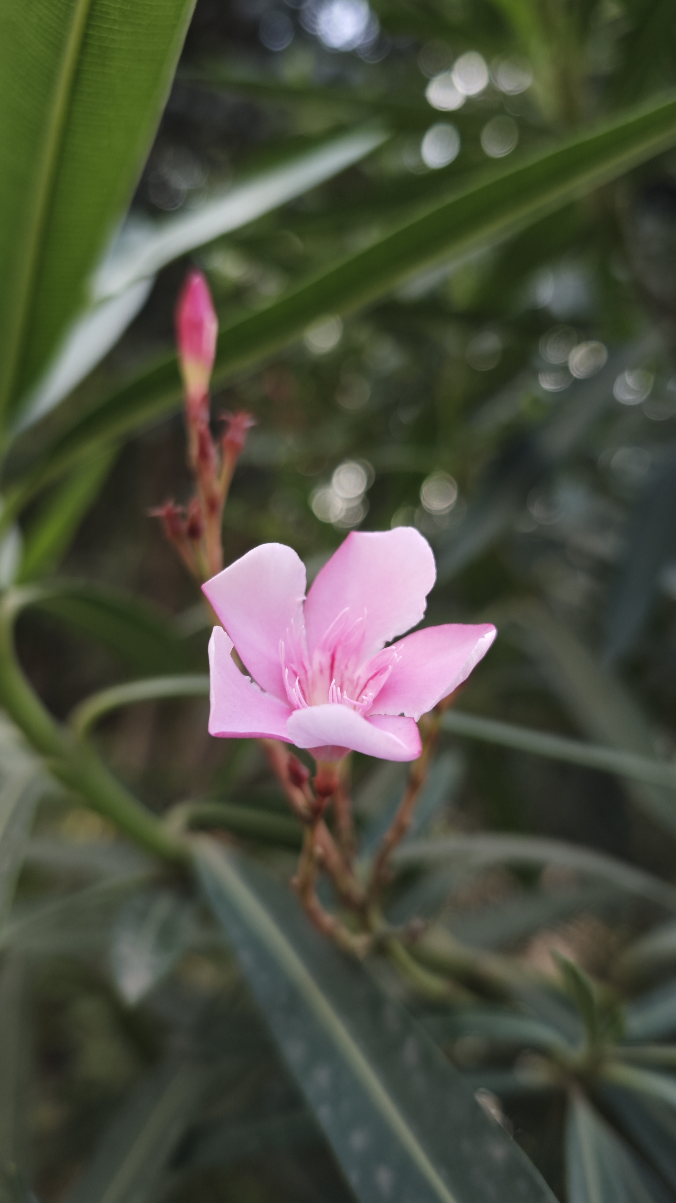 Light pink flower