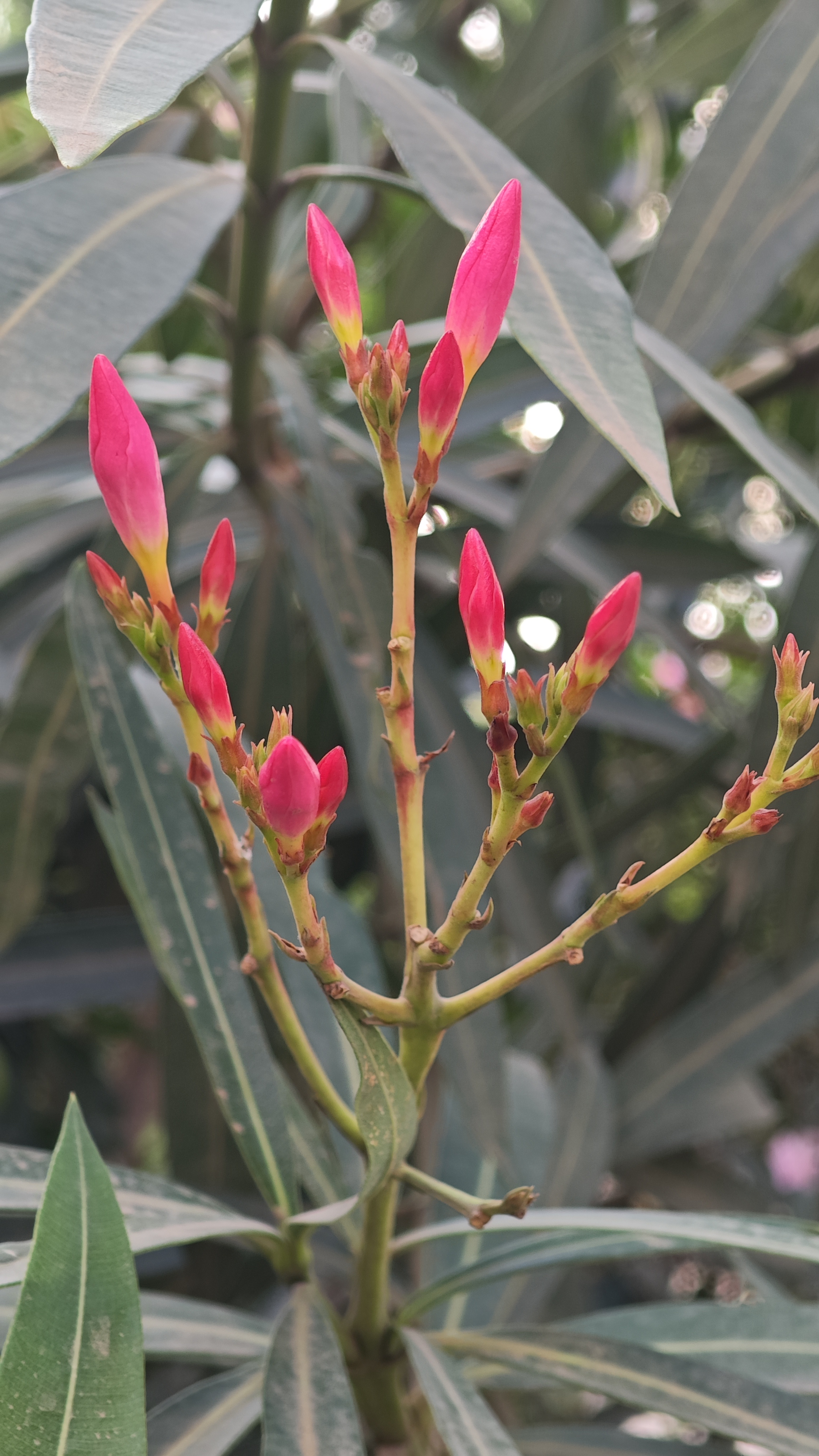 Small red buds and flowers
