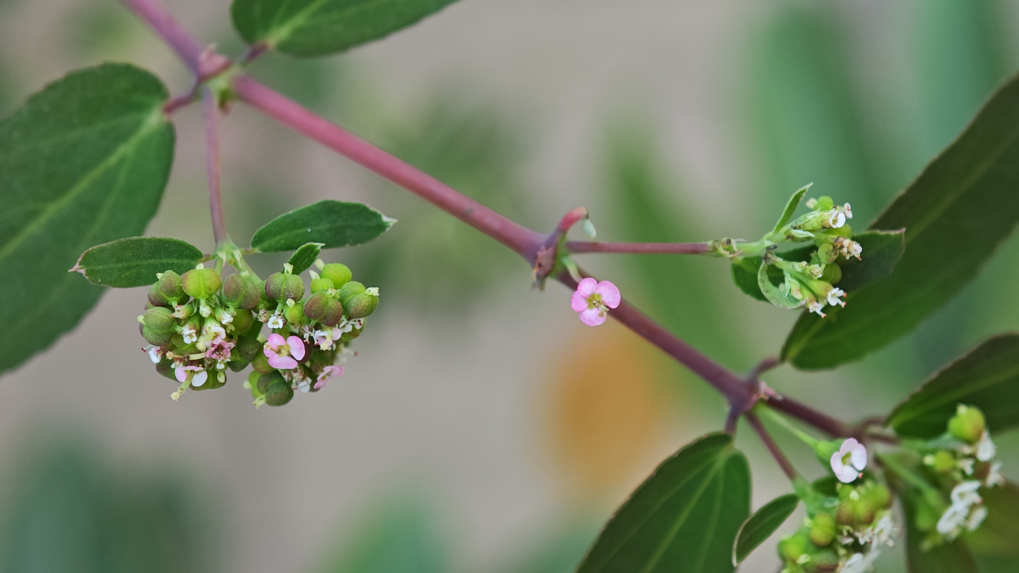 Green stem with flower buds