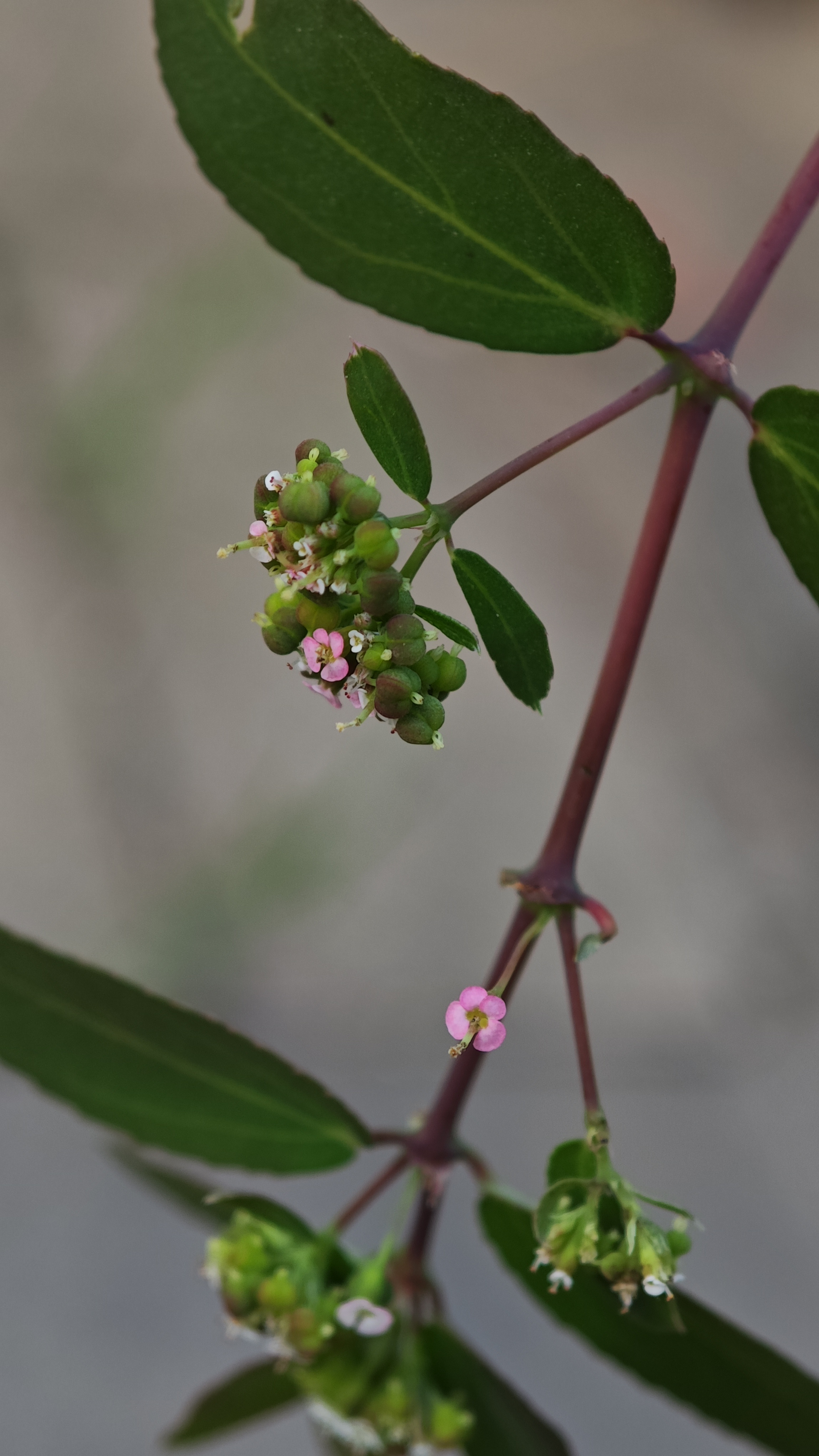 Small purple buds