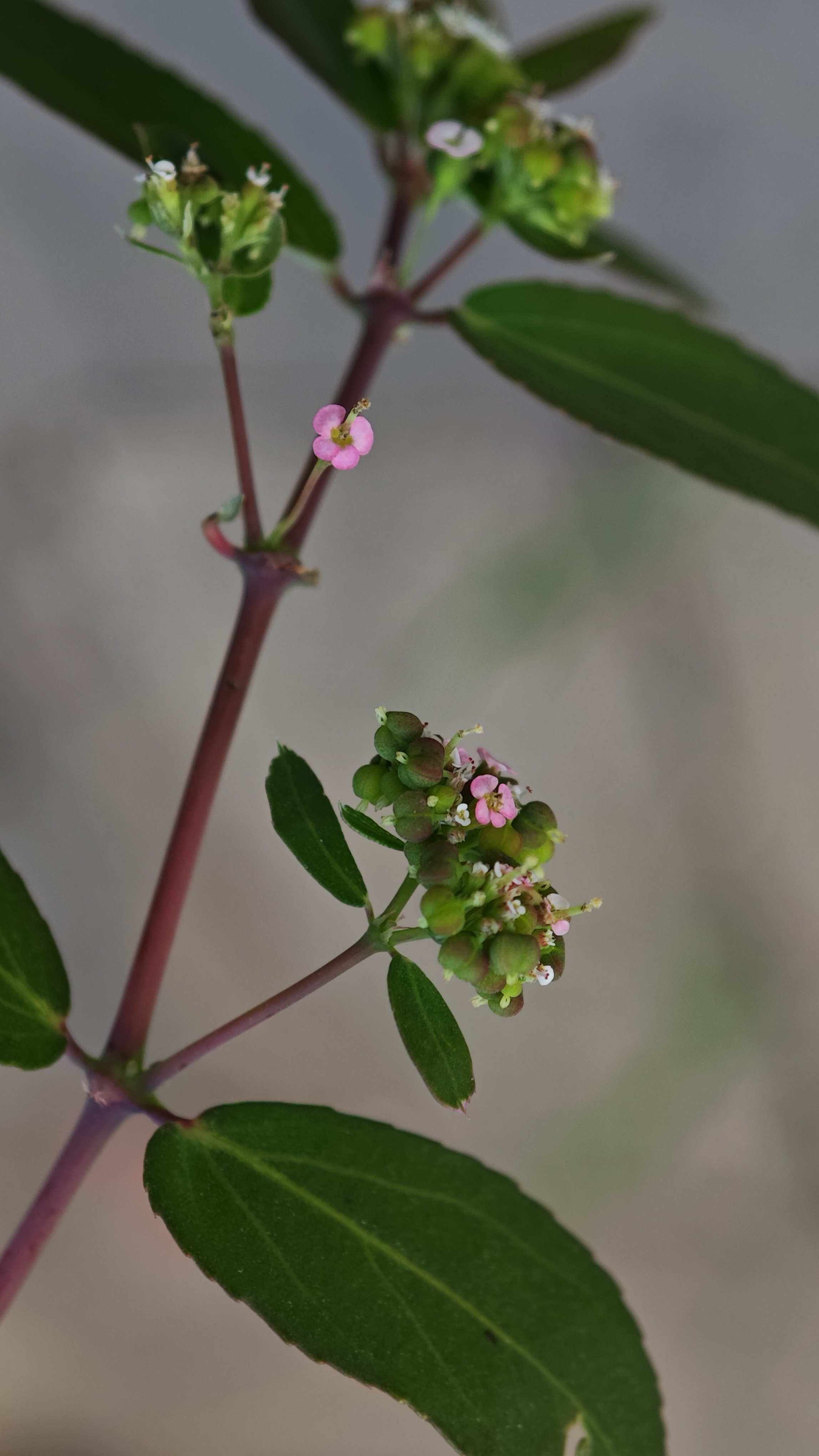 White-pink small flower