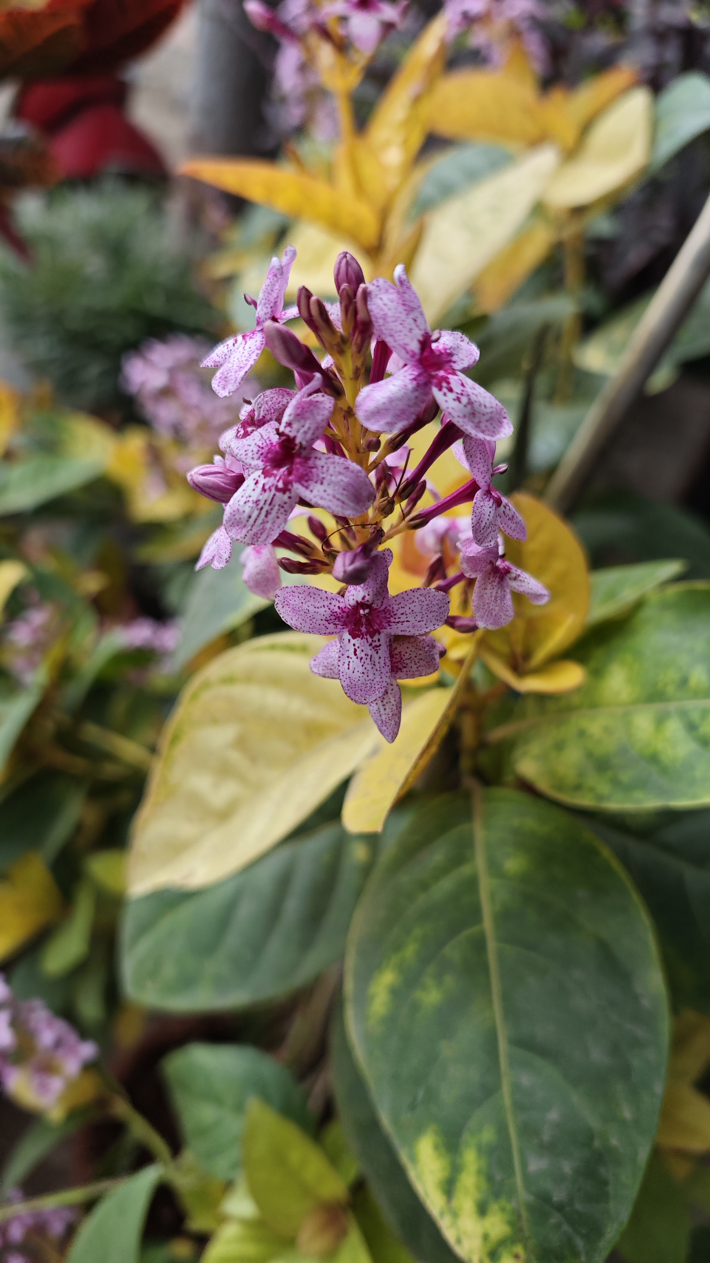 Cluster of purple flowers