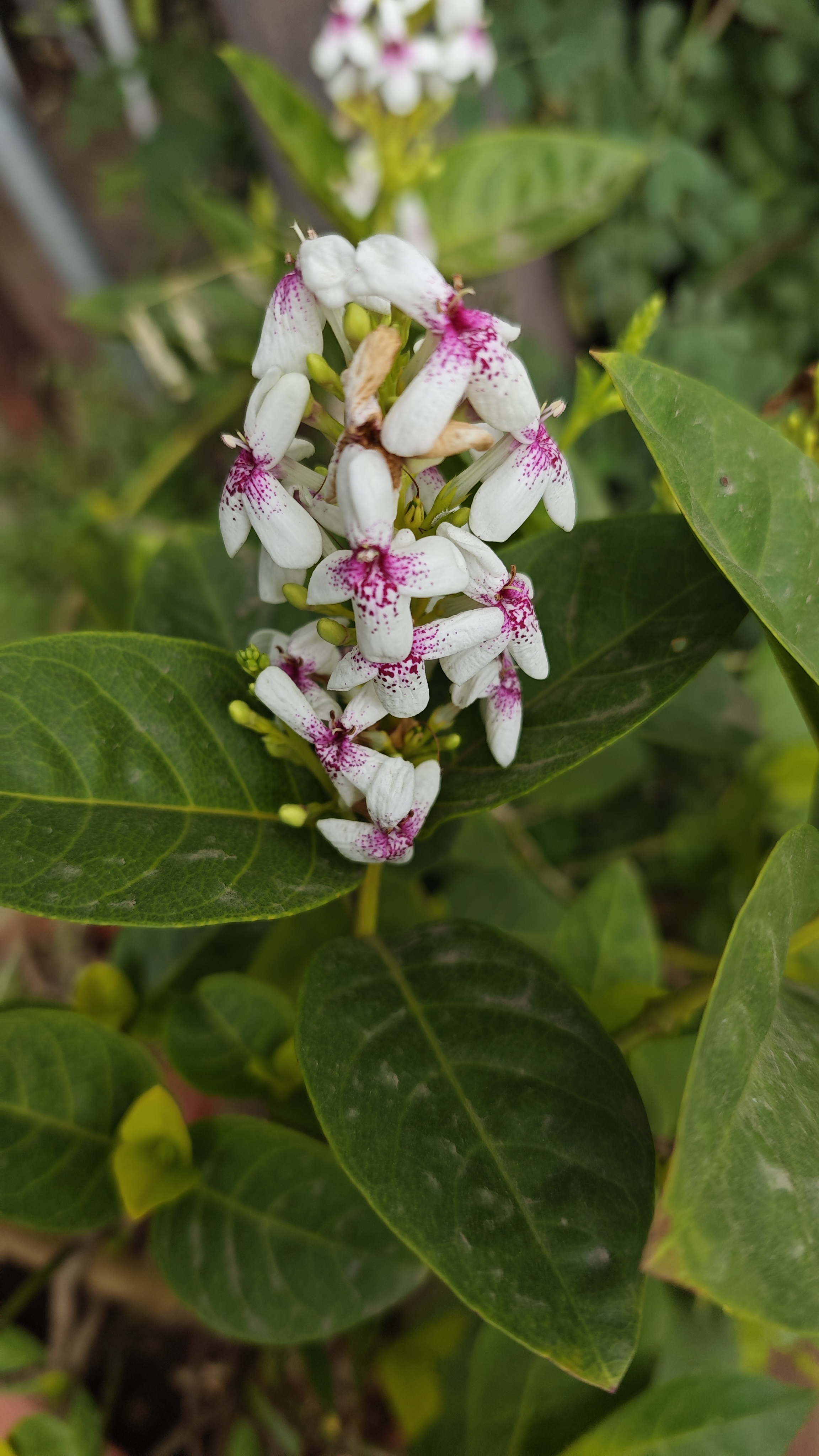 Pink flower in focus