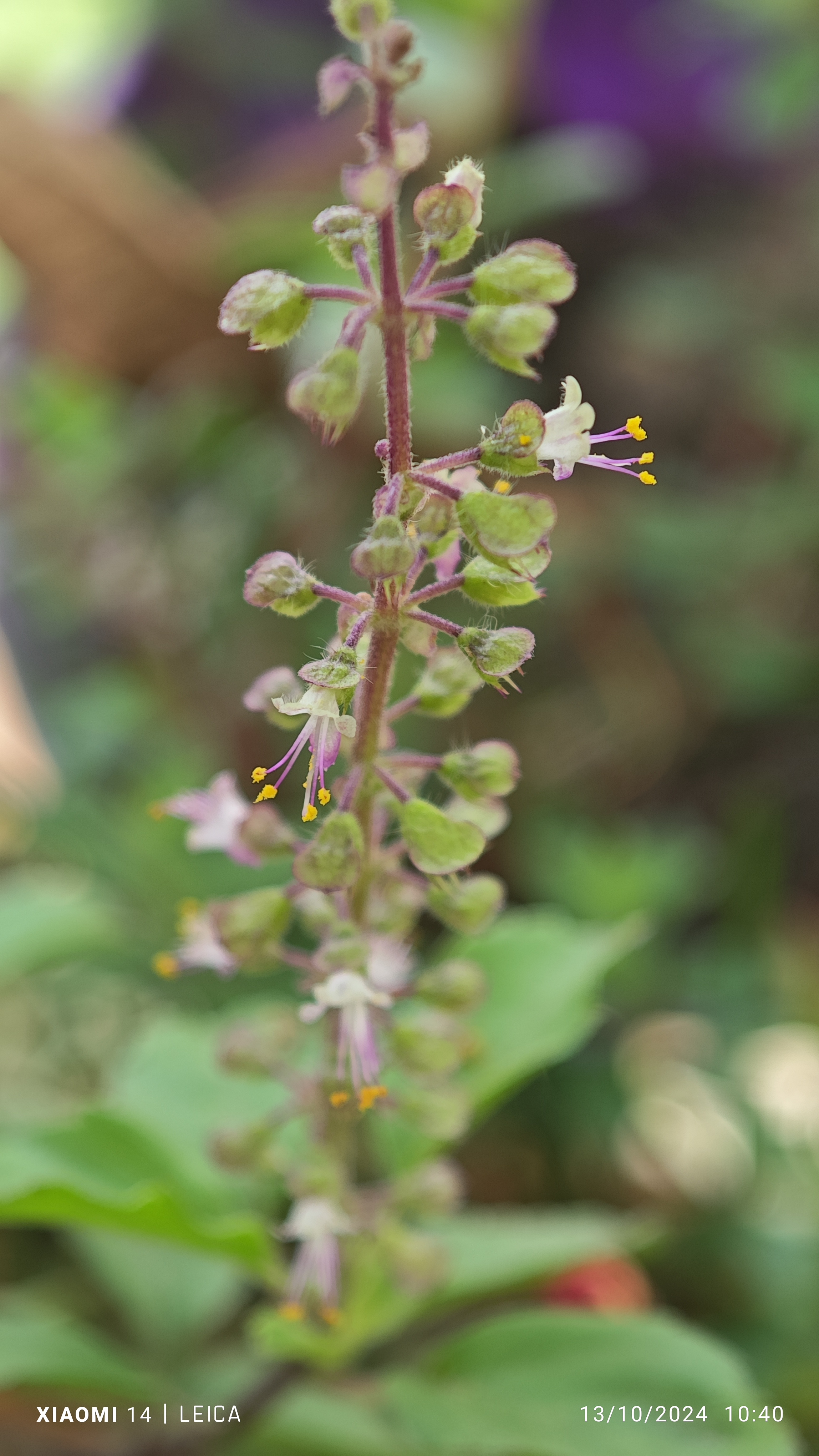 Flower stalk close-up
