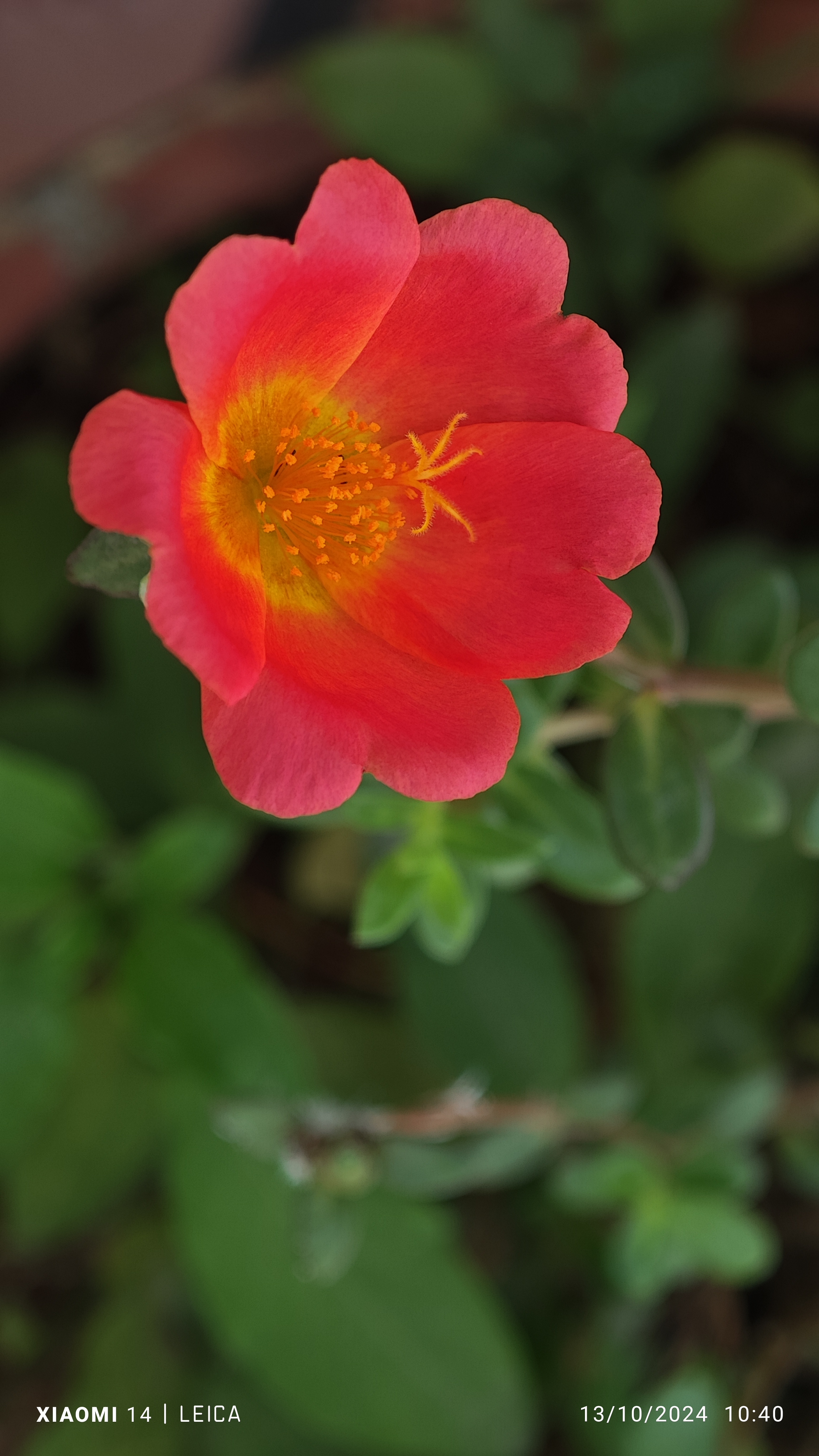 Red-orange flower