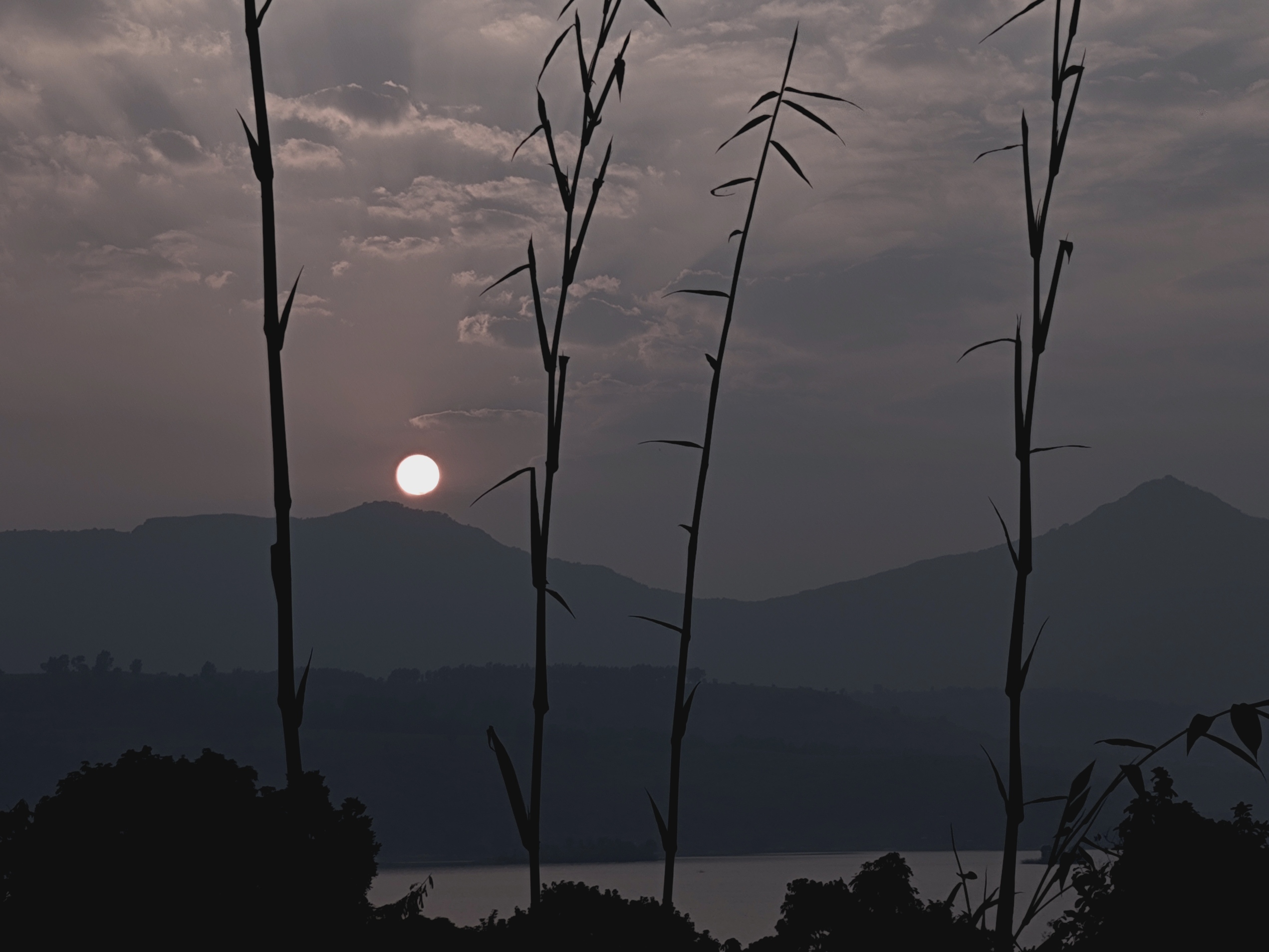 Sunset through plants